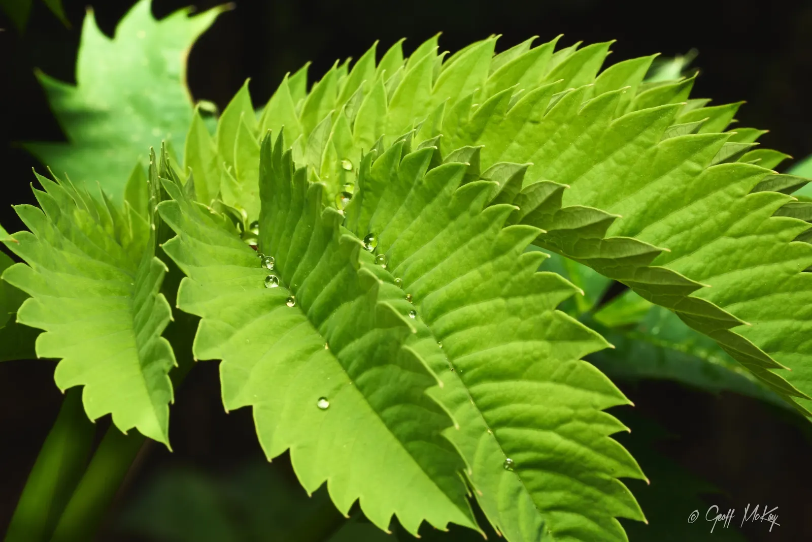 Honey Bush (Melianthus Major) — shrub for full or half or shade; so caution should be taken if pets or children are present, image 75