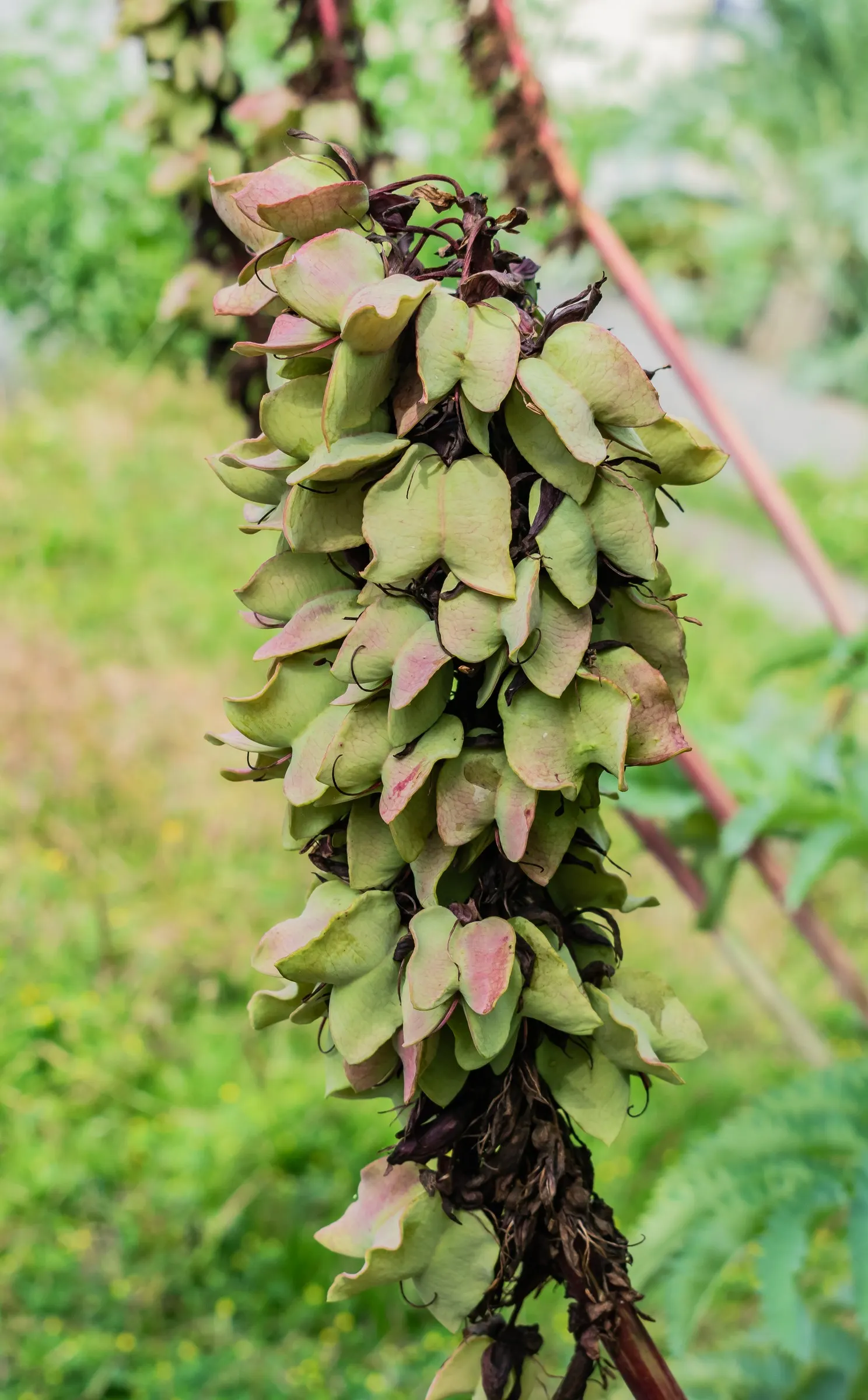 Honey Bush (Melianthus Major) — Fast-growing, it can reach up to 6-10 feet in height and 3-6 feet in width; the Honey Bush (Melianthus major) is an, image 55