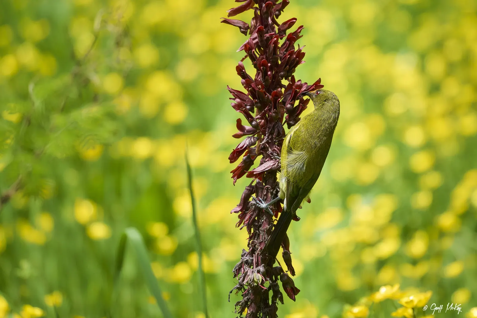 Honey Bush (Melianthus Major) — making it a striking addition to any landscape; this plant thrives in USDA zones 8 to 10, image 59