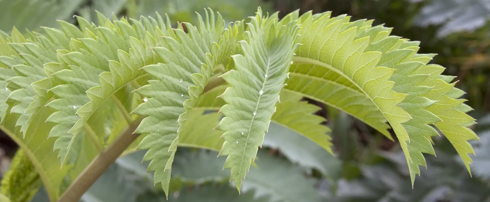 Honey Bush (Melianthus Major) — the Honey Bush can reach upwards of 6 to 10 feet tall with a spread of approximately 3 to 6 feet; shrub with red, image 61