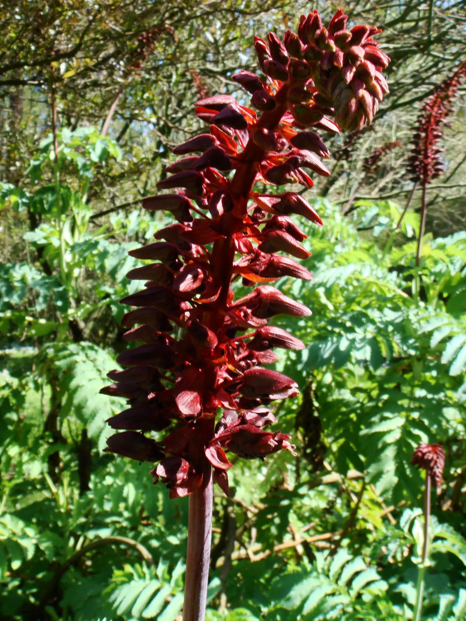 Honey Bush (Melianthus Major) — so caution should be taken if pets or children are present; the Honey Bush (Melianthus major)
