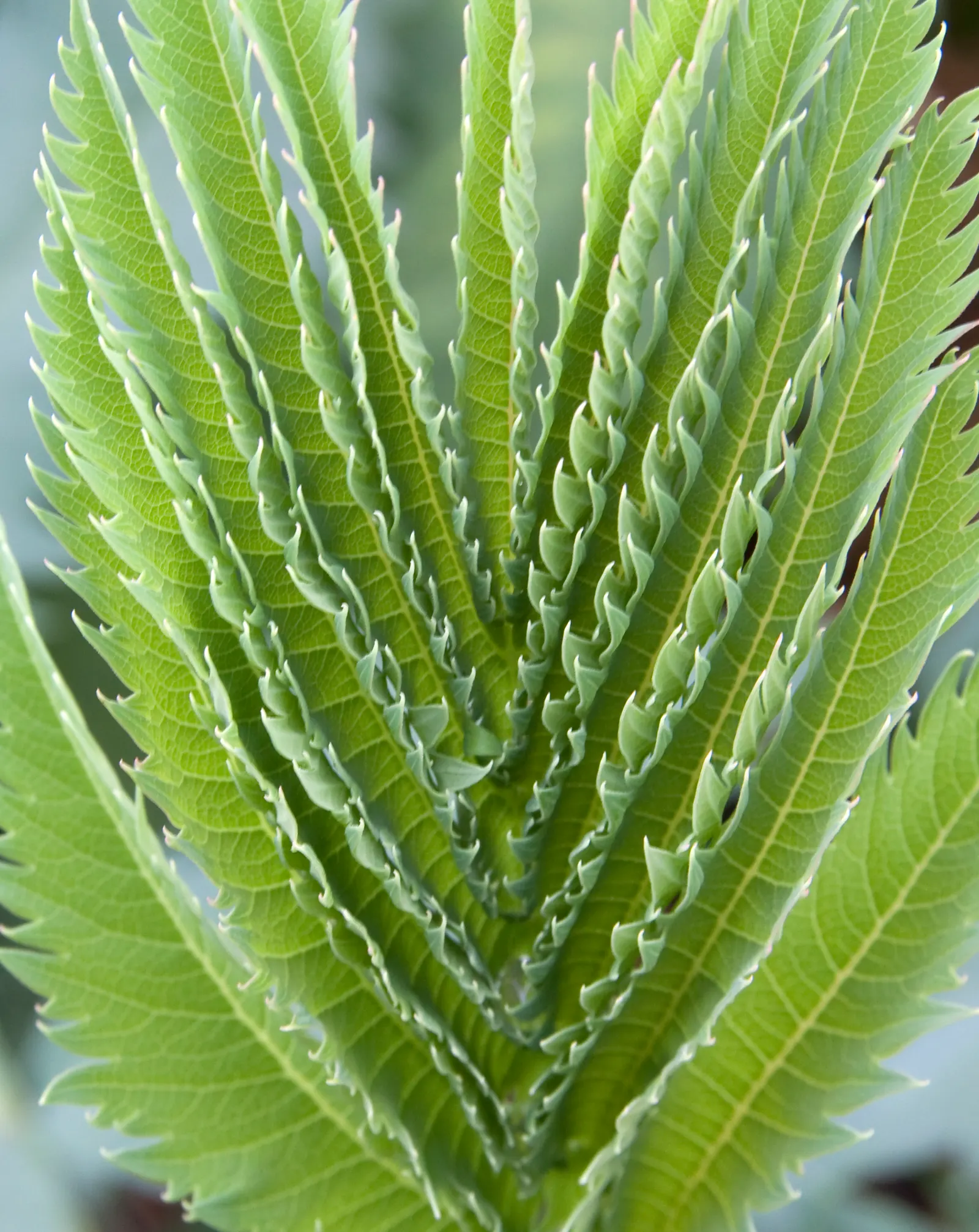 Honey Bush (Melianthus Major) — demanding a sizable area in the garden for proper display; prefers full sun to partial shade and well-drained soil, image 62