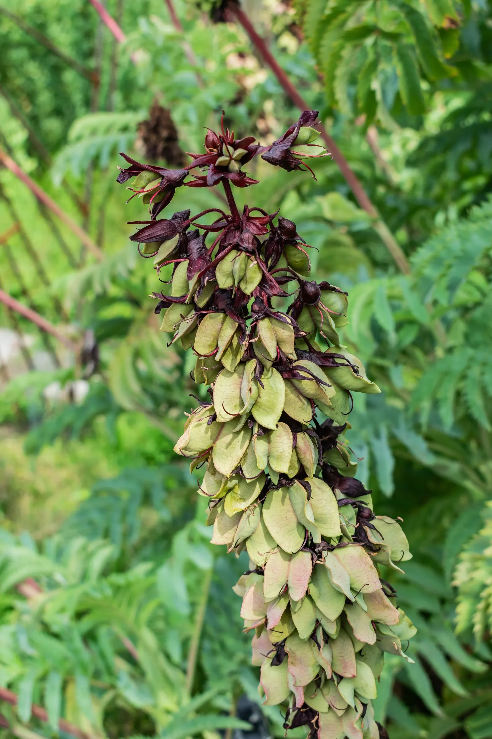 Honey Bush (Melianthus Major) — the Honey Bush produces striking; is an eye-catching perennial prized for its serrated