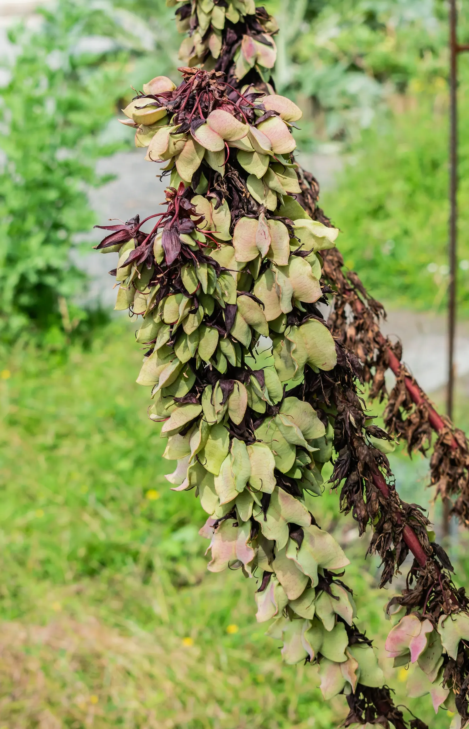 Honey Bush (Melianthus Major) — is an eye-catching perennial prized for its serrated; the Honey Bush can reach upwards of 6 to 10 feet tall with a, image 52
