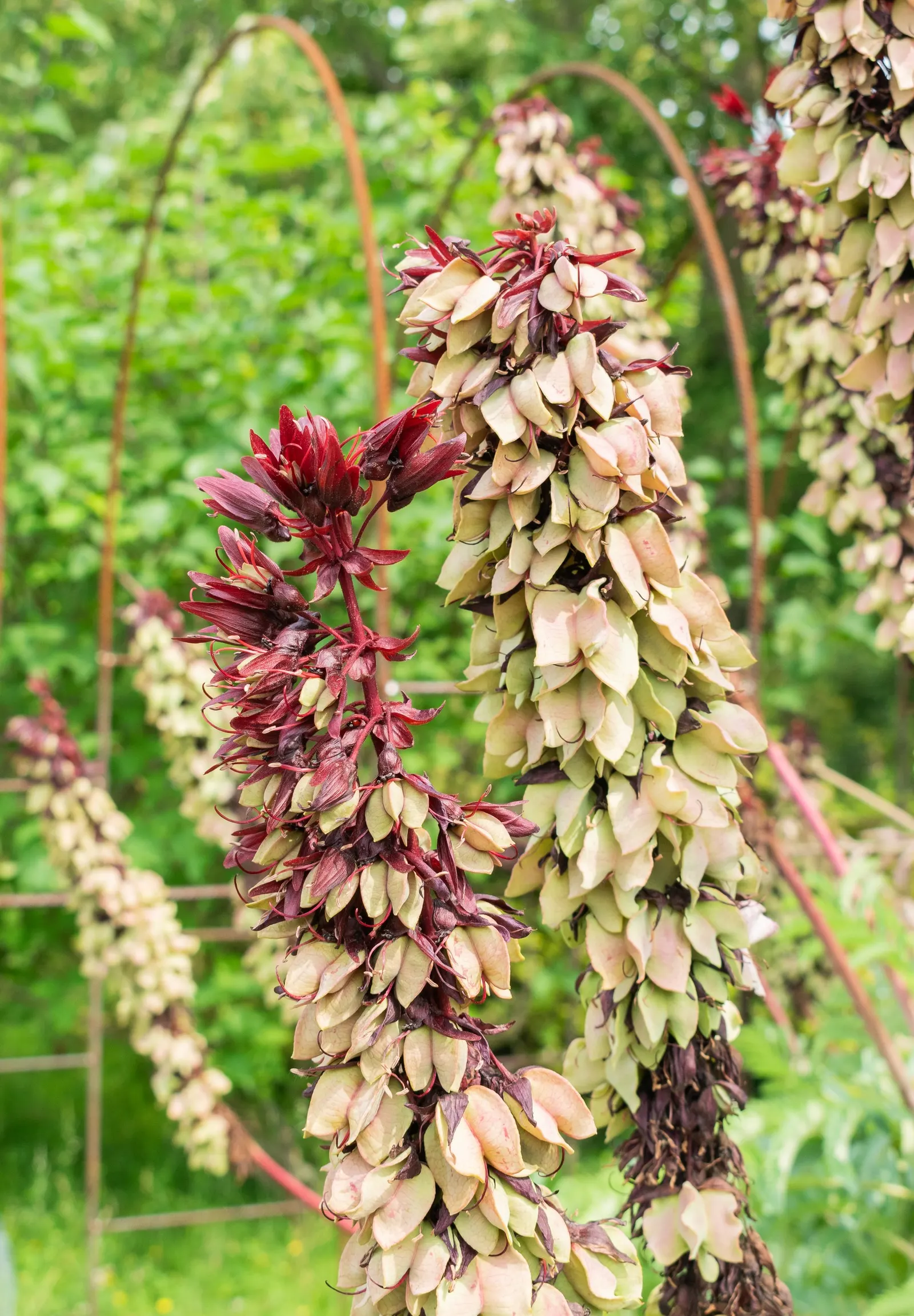 Honey Bush (Melianthus Major) — hence the name.<br><br>From late spring to early summer; pruning can be done in spring to maintain shape and encourage bushier