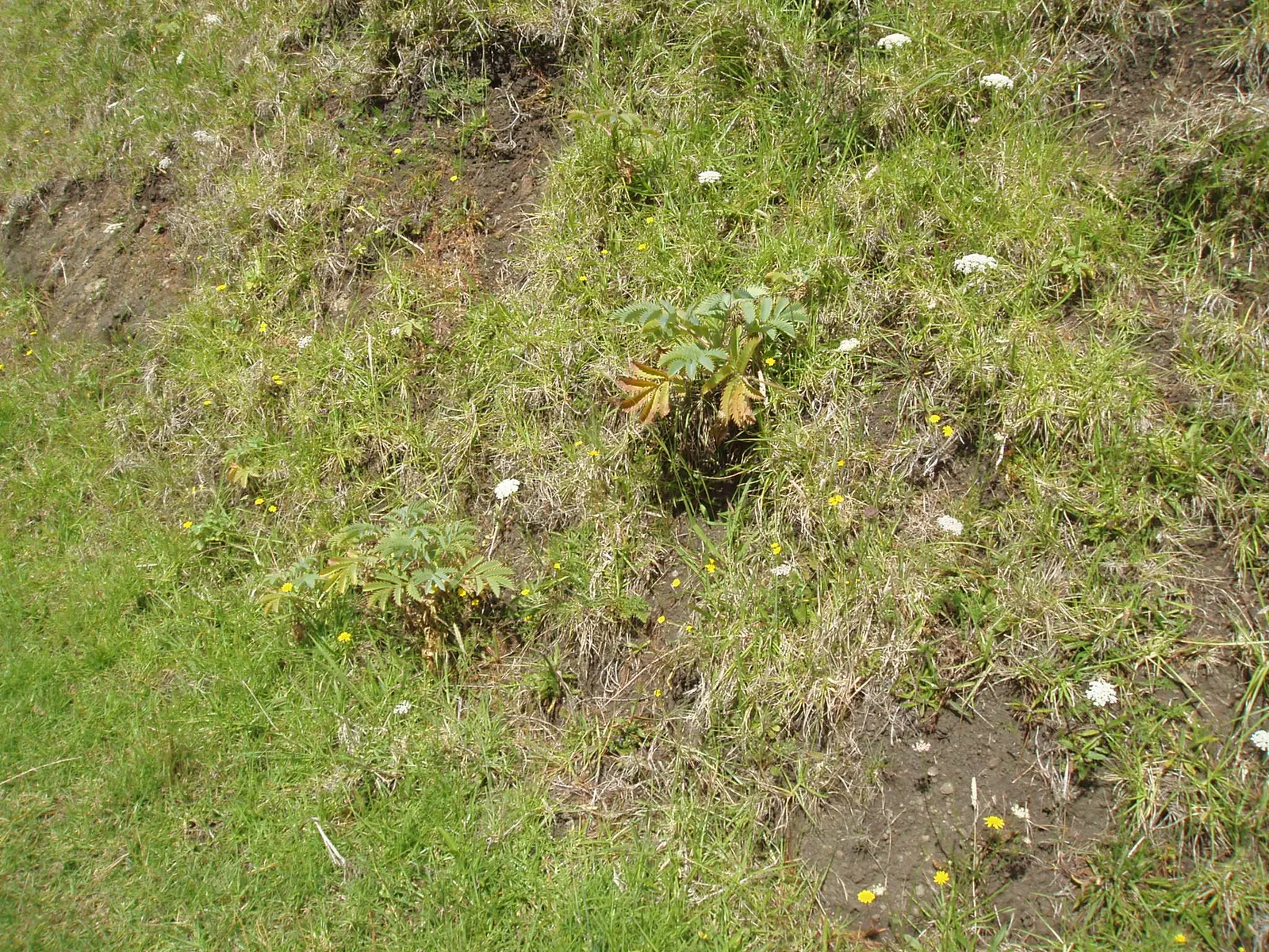 Honey Bush (Melianthus Major) — the Honey Bush can reach upwards of 6 to 10 feet tall with a spread of approximately 3 to 6 feet; shrub with red blooms