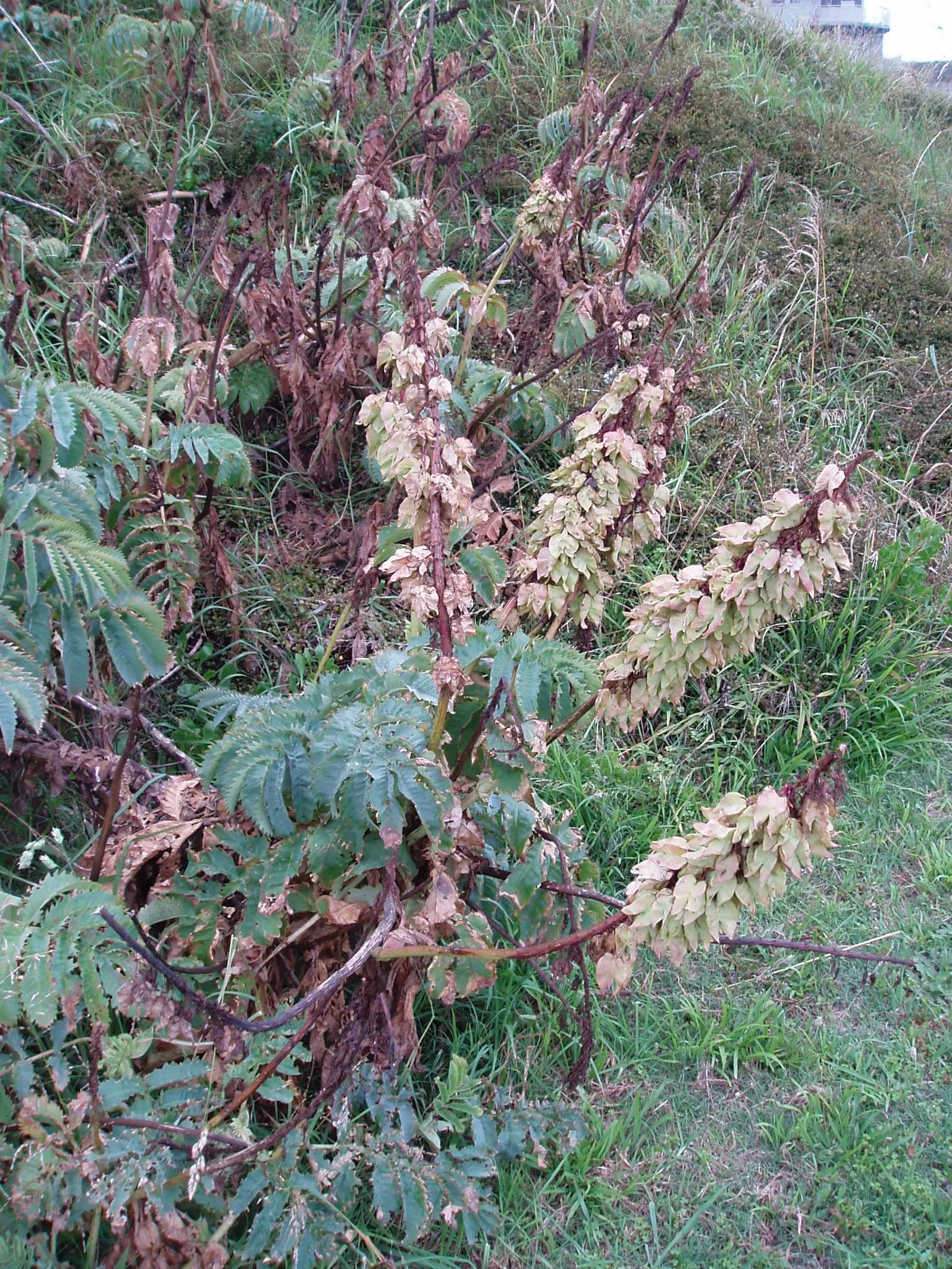 Honey Bush (Melianthus Major) — making it a striking addition to any landscape; this plant thrives in USDA zones 8 to 10