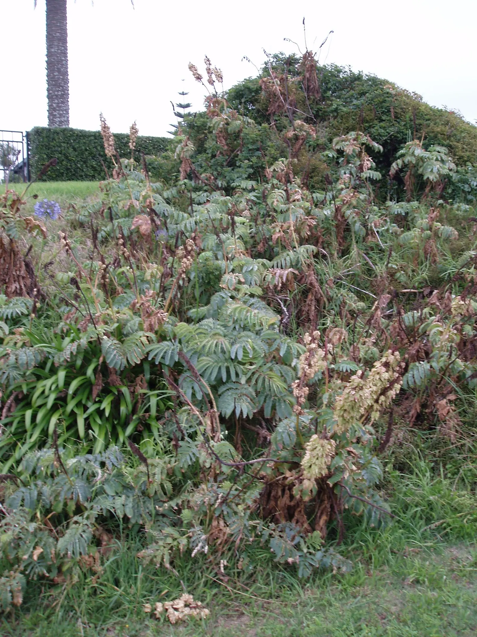 Honey Bush (Melianthus Major) — semi-evergreen shrub renowned for its unique ornamental features; blue-green pinnate leaves that add a striking texture to