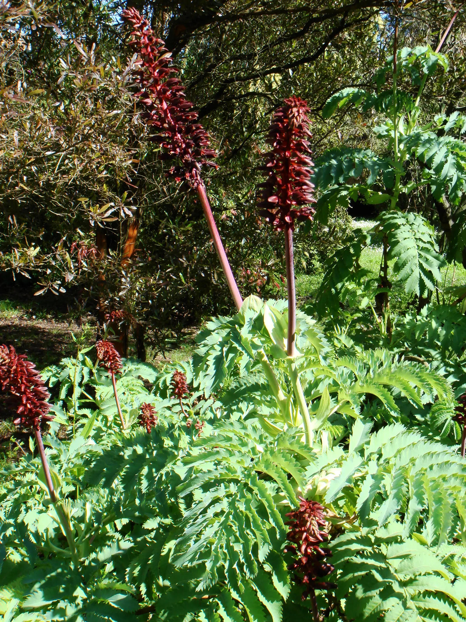 Honey Bush (Melianthus Major) — It features reddish-brown, nectar-rich flowers, which bloom on towering spikes and attract pollinators; shrub for, image 54