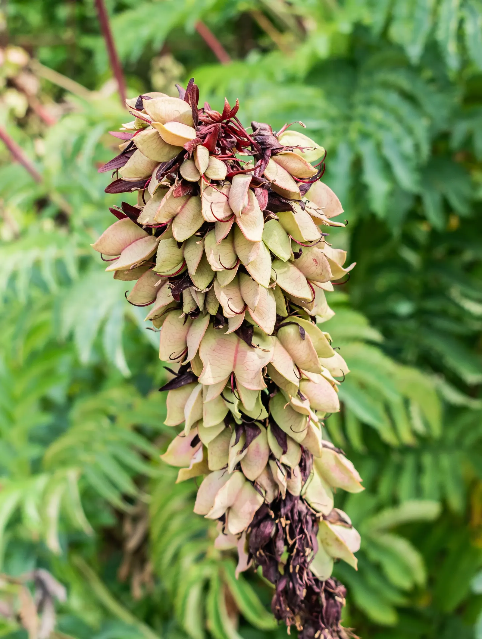 Honey Bush (Melianthus Major) — red flowers in the garden; semi-evergreen shrub renowned for its unique ornamental features
