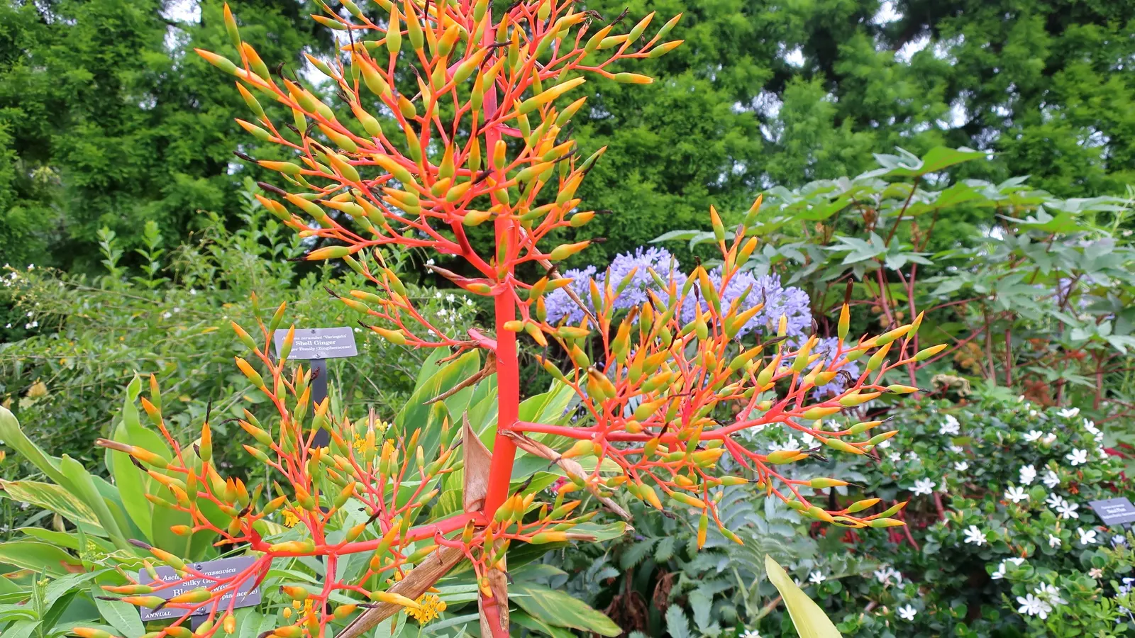 Honey Bush (Melianthus Major) — this plant thrives in USDA zones 8 to 10; the nectar-rich blooms are magnets for pollinators such as birds and bees, image 60