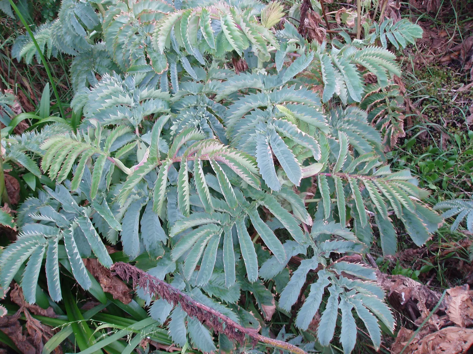 Honey Bush (Melianthus Major) — demanding a sizable area in the garden for proper display; prefers full sun to partial shade and well-drained soil
