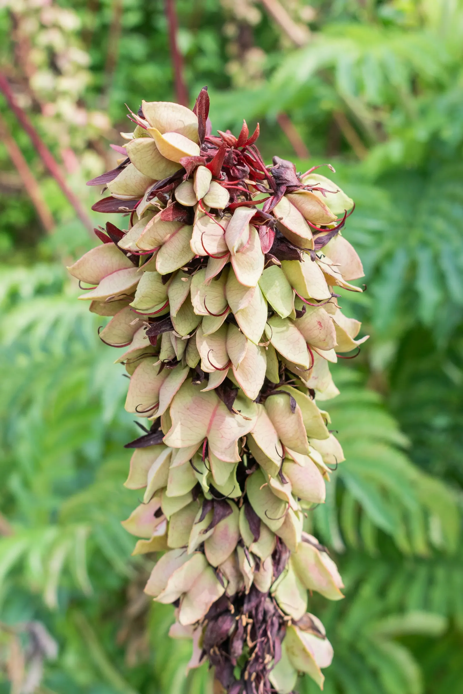 Honey Bush (Melianthus Major) — shrub with red blooms; the Honey Bush produces striking