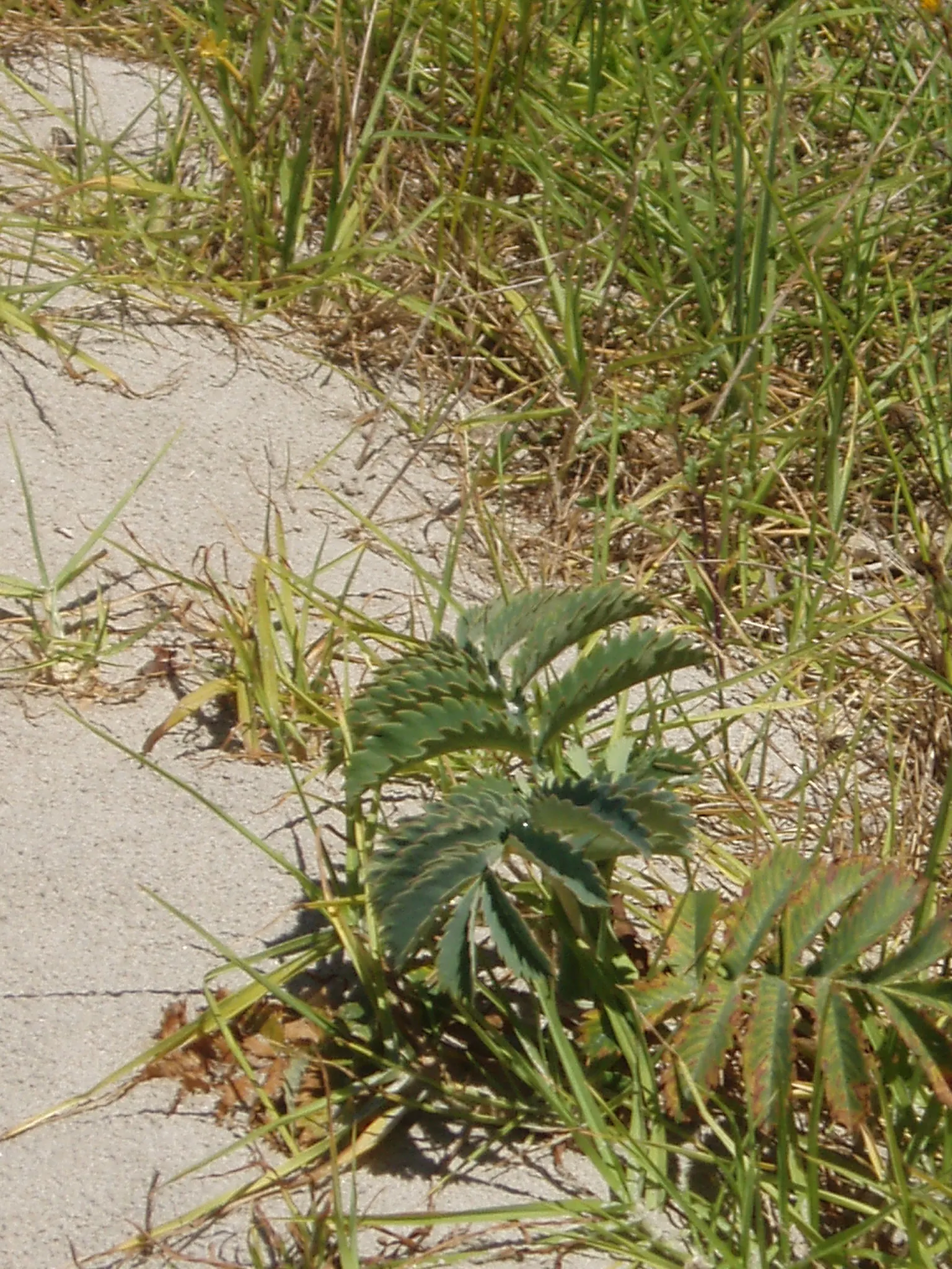 Honey Bush (Melianthus Major) — this plant thrives in USDA zones 8 to 10; the nectar-rich blooms are magnets for pollinators such as birds and bees