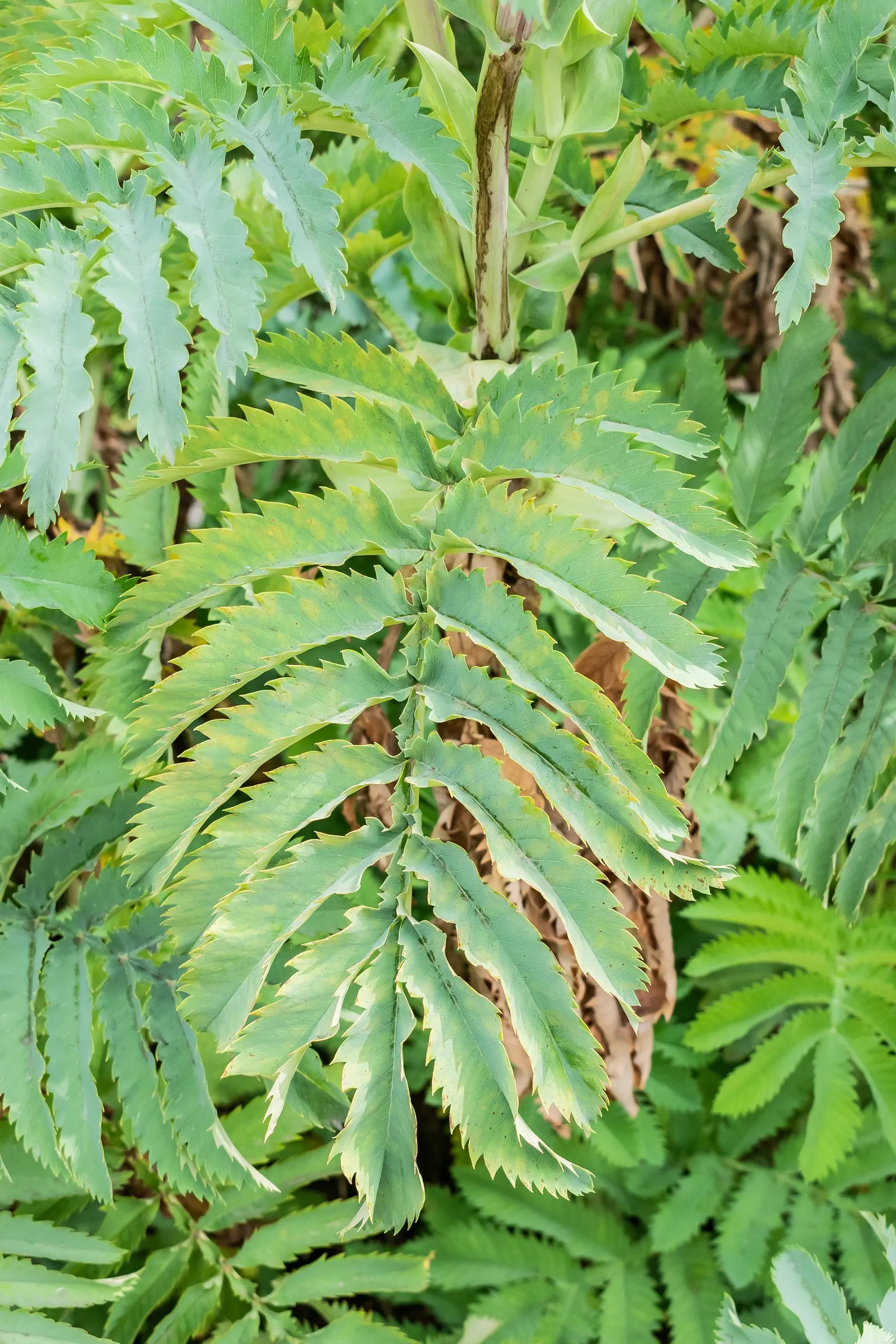 Honey Bush (Melianthus Major) — are deeply serrated and can grow up to 15 to 18 inches long, image 38