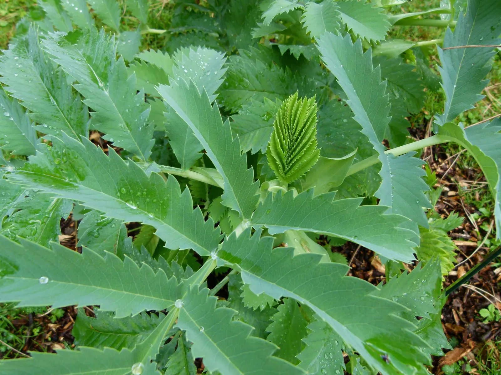 Honey Bush (Melianthus Major) — Pruning can be done in spring to maintain shape and encourage bushier growth; demanding a sizable area in the, image 70