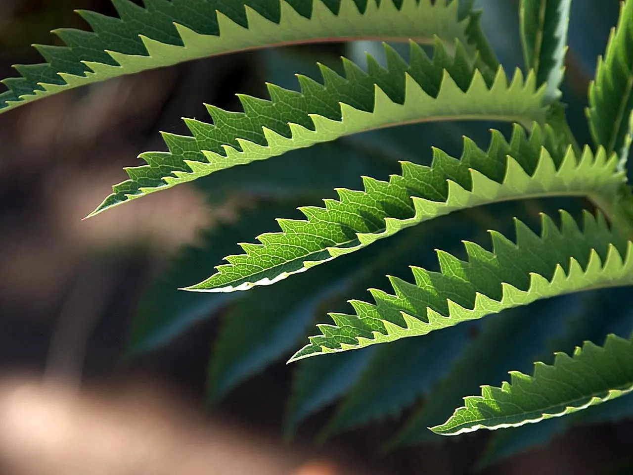 Honey Bush (Melianthus Major) — Prefers full sun to partial shade and well-drained soil; drought-tolerant once established; hence the, image 81
