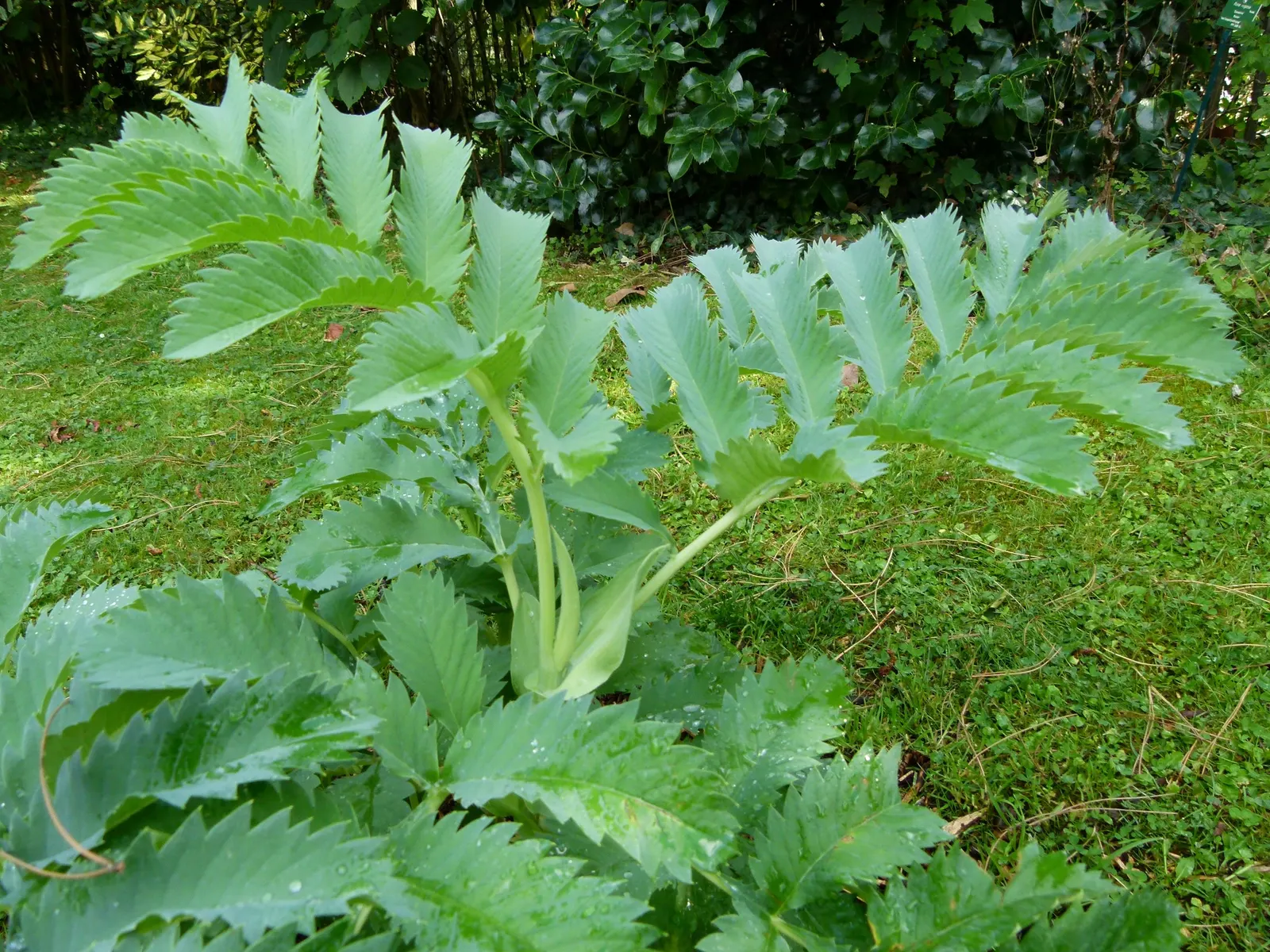 Honey Bush (Melianthus Major) — pendulous racemes that can extend up to 2 feet in length; making it a striking addition to any landscape, image 91