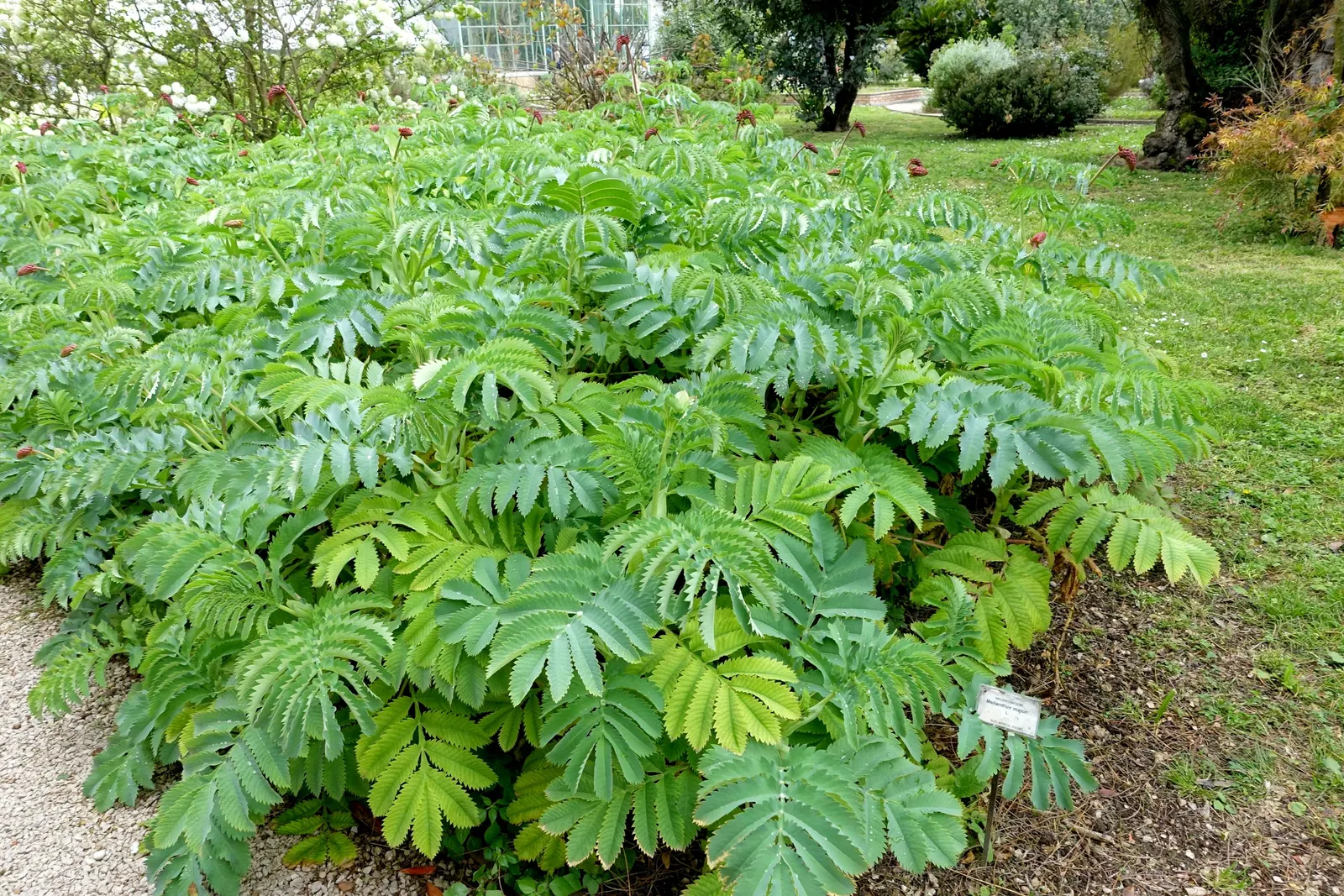 Honey Bush (Melianthus Major) — The Honey Bush (Melianthus major) is an eye-catching; note that all parts of the Melianthus major are highly toxic, image 82