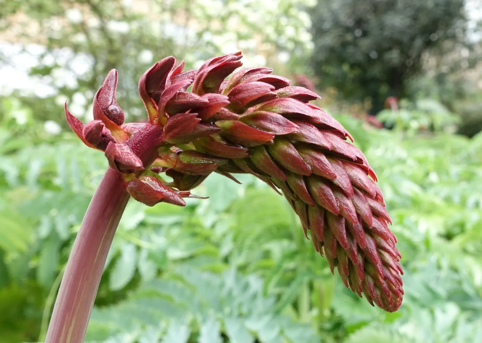 Honey Bush (Melianthus Major) — The nectar-rich blooms are magnets for pollinators such as birds and bees; pendulous racemes that can extend up to, image 92