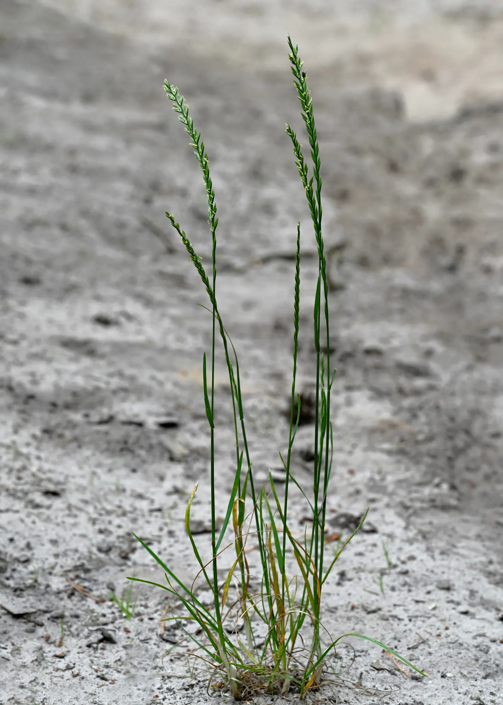 Ryegrass (Lolium Sp.) — The ideal mowing height for perennial ryegrass ranges from 1.5 to 2.5 inches; it is well-suited for temperate climates, image 56