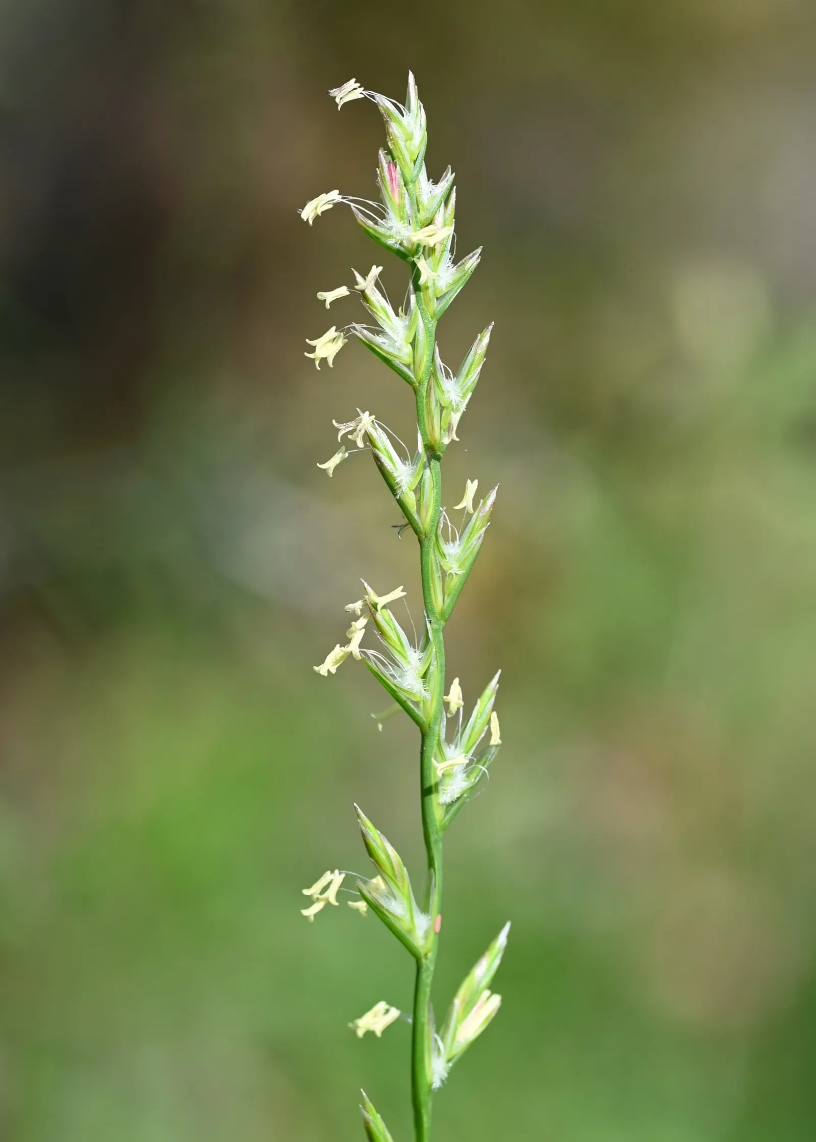 Ryegrass (Lolium Sp.) — Its fine blades form a dense, attractive mat, offering year-round green coverage with proper maintenance, image 67