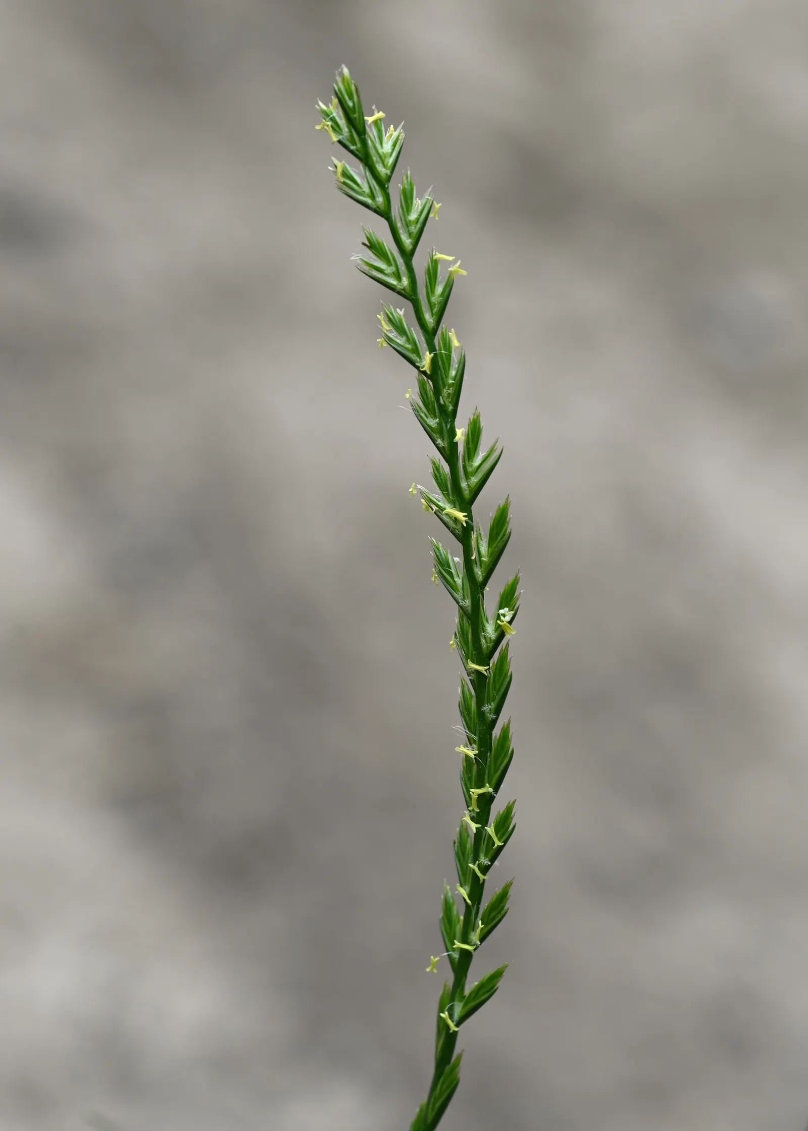 Ryegrass (Lolium Sp.) — providing a dense turf that can significantly reduce weed invasion.<br><br>As for soil requirements; regular irrigation and, image 57