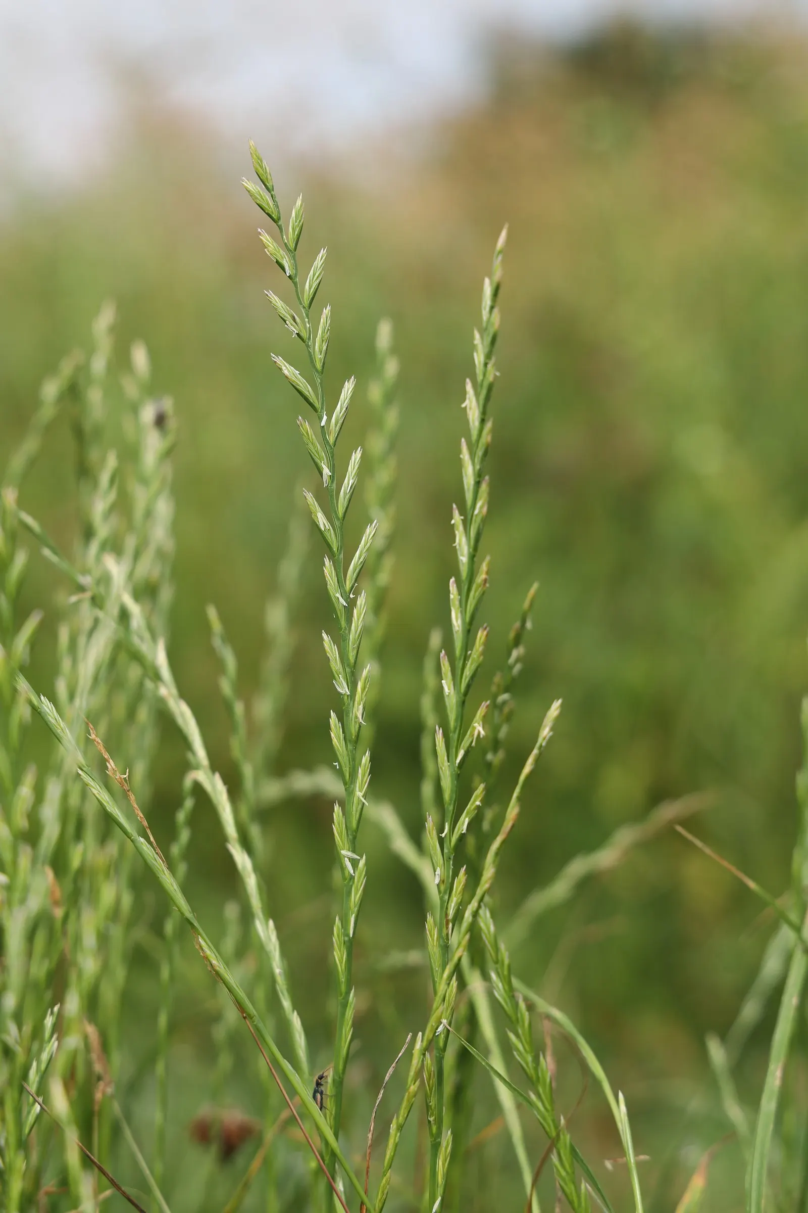 Ryegrass (Lolium Sp.) — with its fine leaf blades; regular irrigation and a balanced fertilization regimen are critical for maintaining the vitality of the