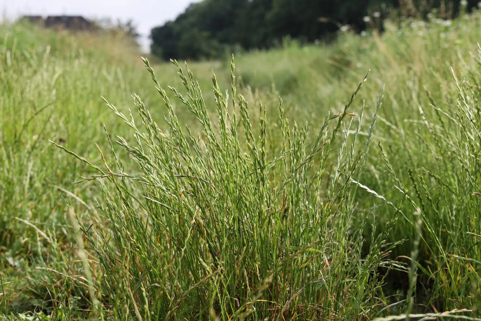 Ryegrass (Lolium Sp.) — providing a dense turf that can significantly reduce weed invasion.<br><br>As for soil requirements; regular irrigation and, image 78