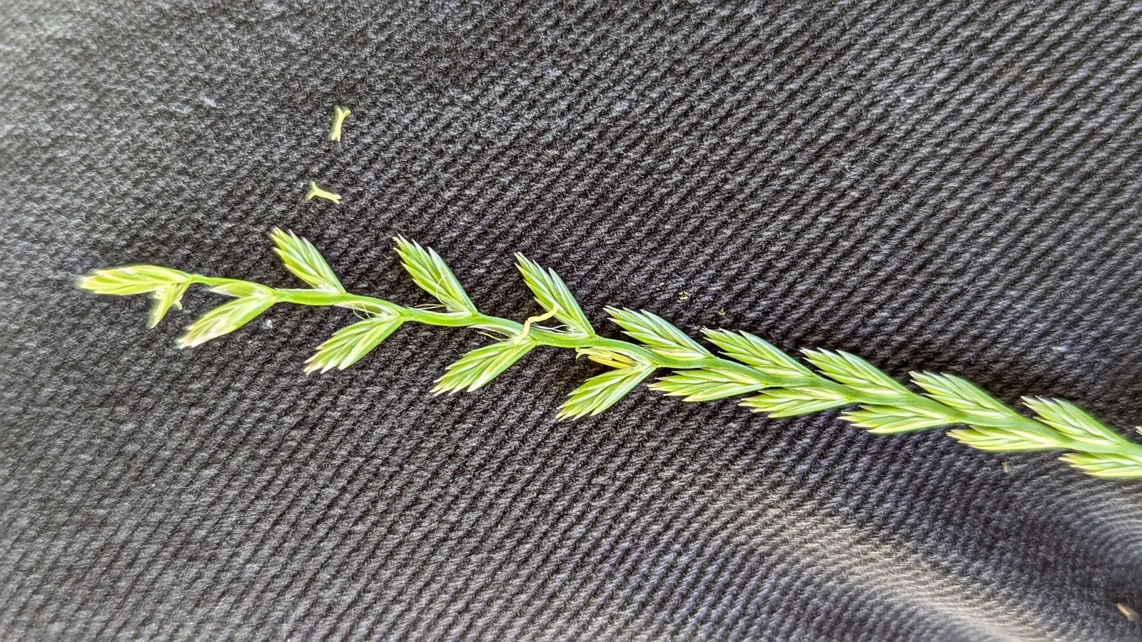 Ryegrass (Lolium Sp.) — and lush green coloration; it is well-suited for temperate climates, favoring full sun exposure but capable of tolerating, image 50