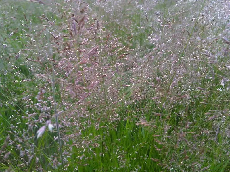 Ryegrass (Lolium Sp.) — Ideal for temperate climates, it sustains foot traffic effectively; it is well-suited for temperate climates, favoring full sun