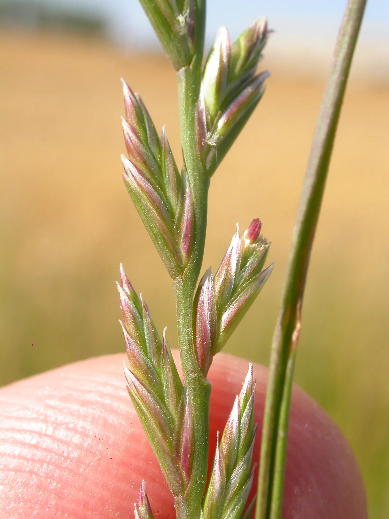 Ryegrass (Lolium Sp.) — making it an excellent choice for high-traffic areas in parks and residential landscapes; its fine blades form a dense, image 76