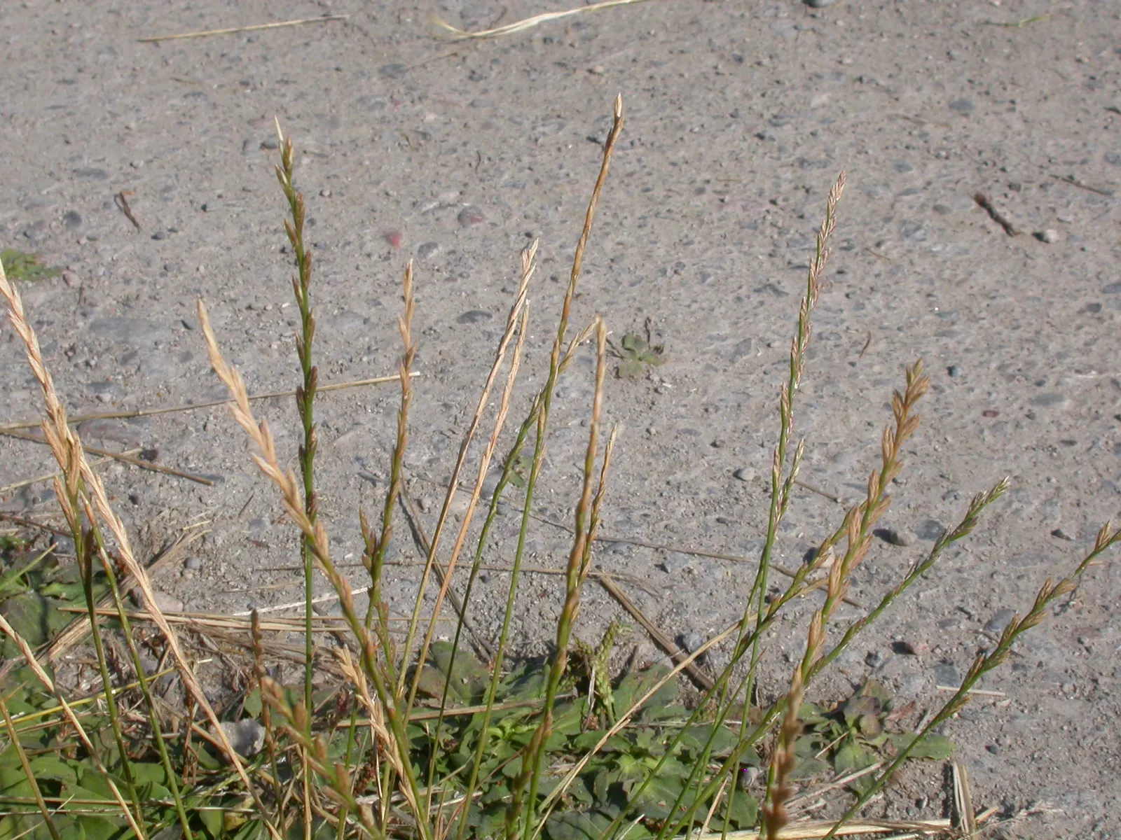 Ryegrass (Lolium Sp.) — ryegrass prefers well-draining soils with a pH between 5.5 and 7.5; its fine blades form a dense, attractive mat, offering, image 79