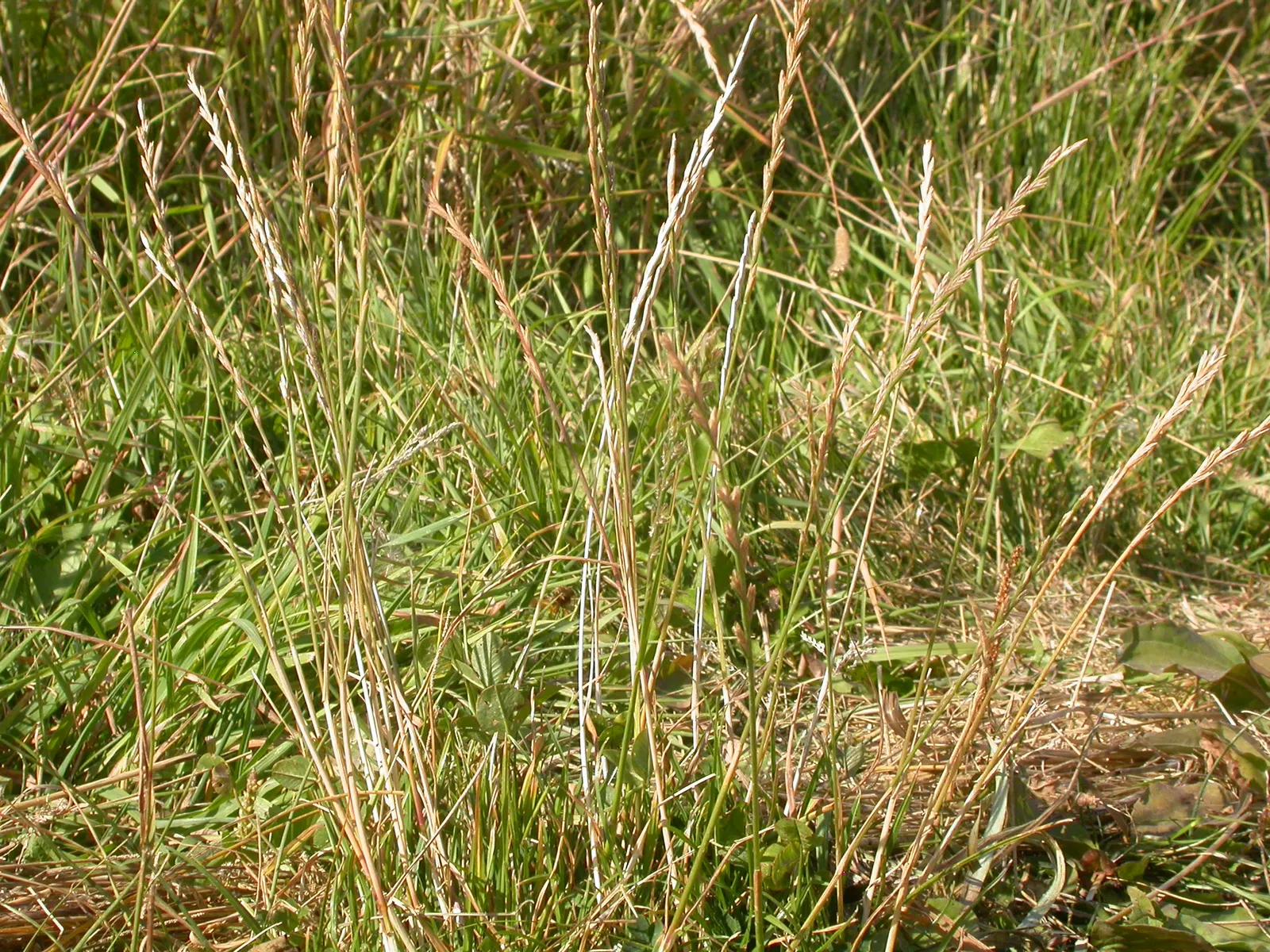Ryegrass (Lolium Sp.) — Ryegrass (Lolium sp.) is a fast-growing, perennial grass valued for its hardiness and adaptability; its fine blades form a, image 43