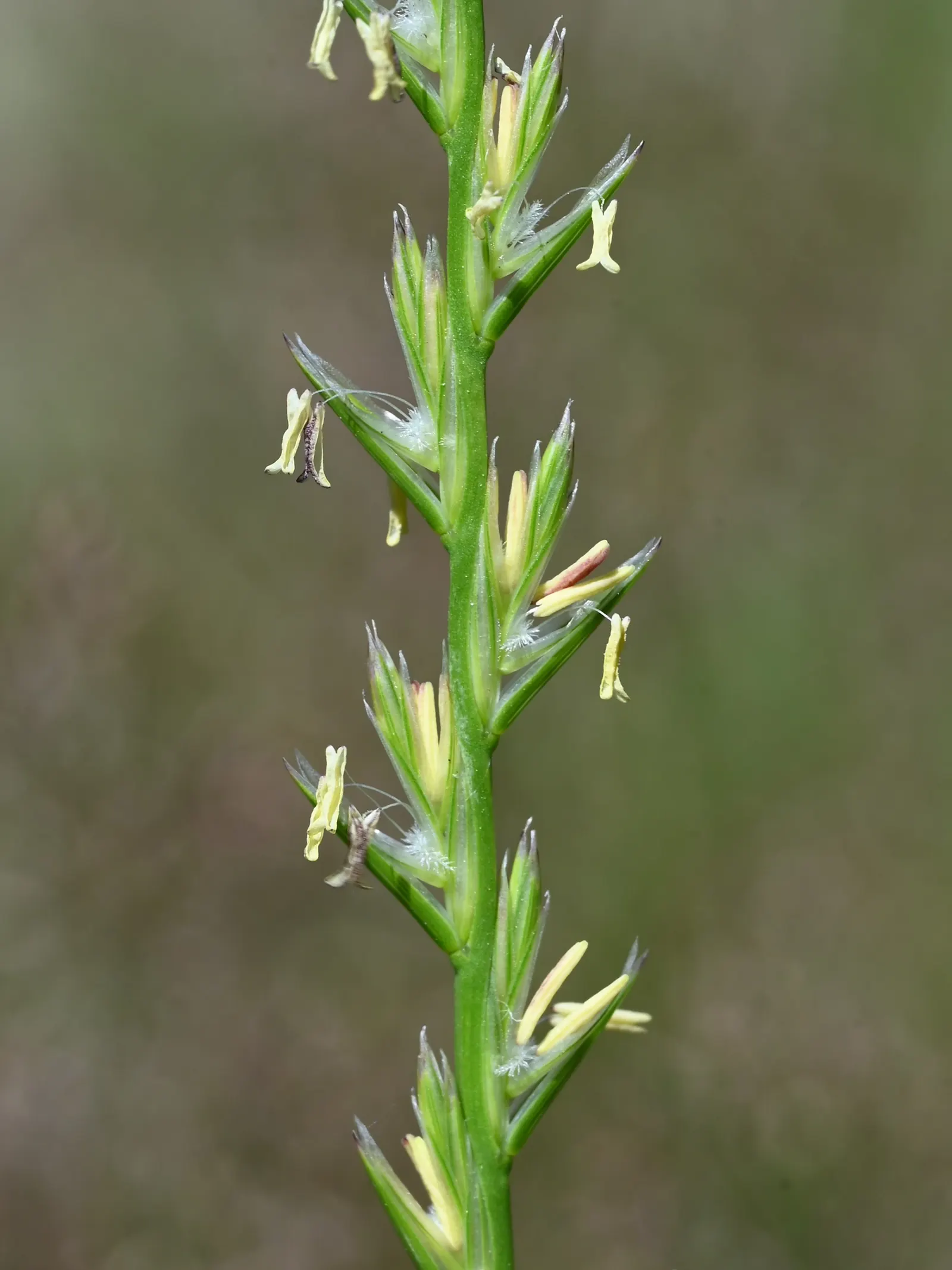 Ryegrass (Lolium Sp.) — With a height of 1-2 feet and a similar spread, it serves well as turf or erosion control; regular irrigation and a balanced