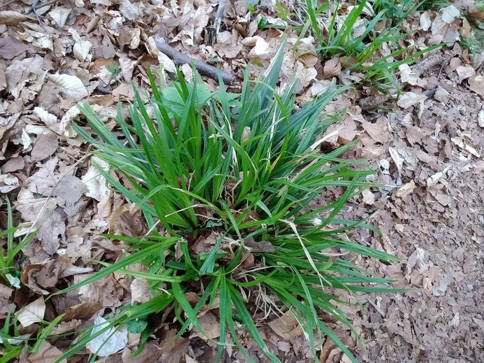Ryegrass (Lolium Sp.) — The ideal mowing height for perennial ryegrass ranges from 1.5 to 2.5 inches; it is well-suited for temperate climates, image 77