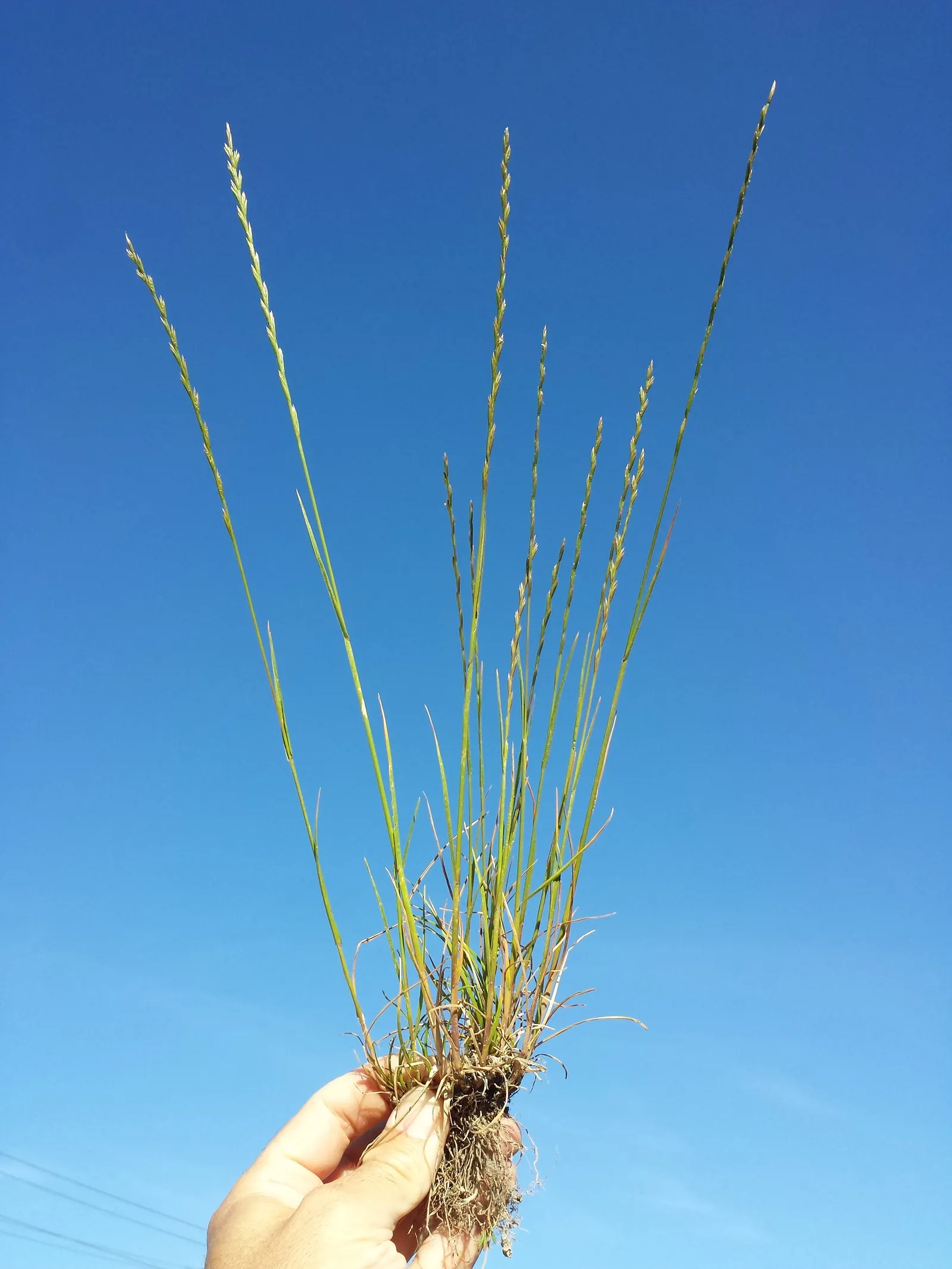 Ryegrass (Lolium Sp.) — Its fine blades form a dense, attractive mat, offering year-round green coverage with proper maintenance