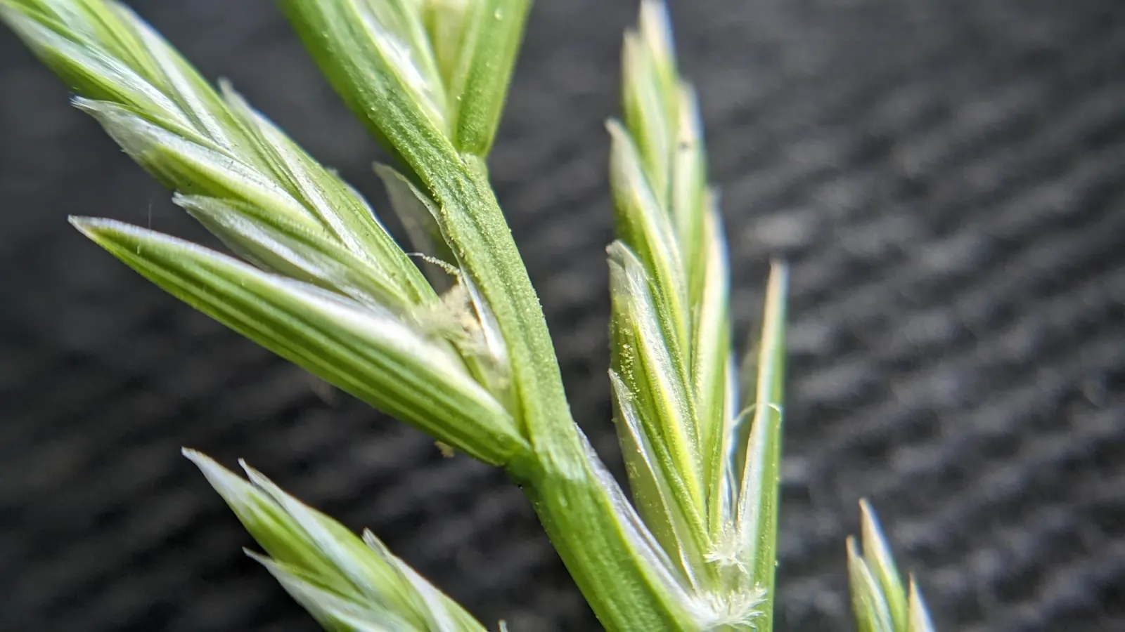 Ryegrass (Lolium Sp.) — It is well-suited for temperate climates, favoring full sun exposure but capable of tolerating light shade, image 74