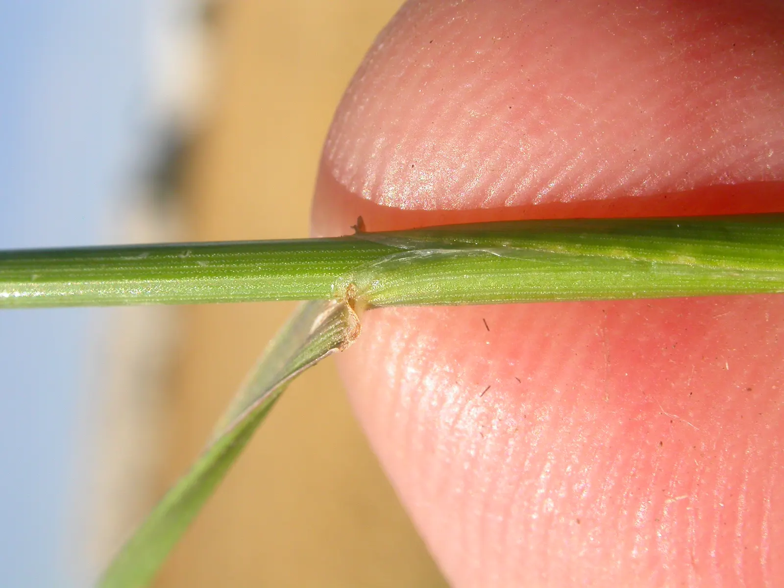 Ryegrass (Lolium Sp.) — belonging to the genus Lolium