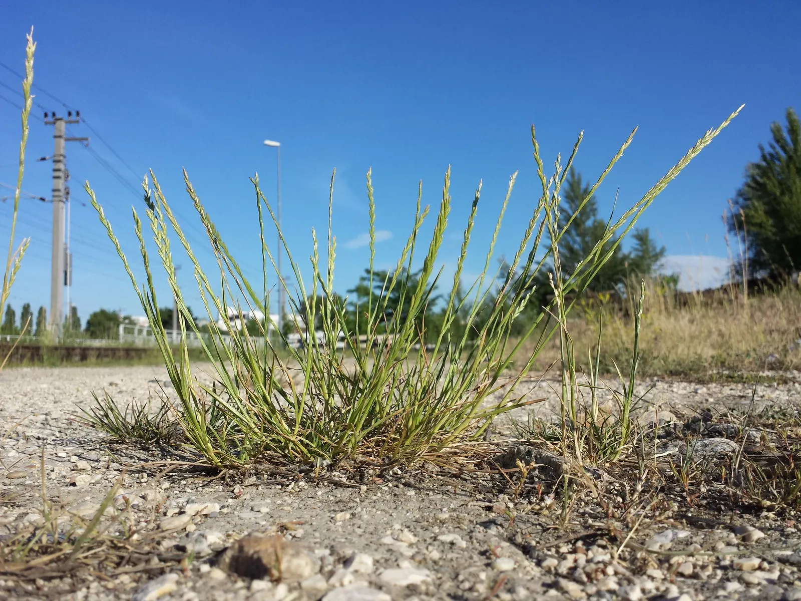 Ryegrass (Lolium Sp.) — Ryegrass (Lolium sp.) is a fast-growing, perennial grass valued for its hardiness and adaptability; its fine blades form a dense