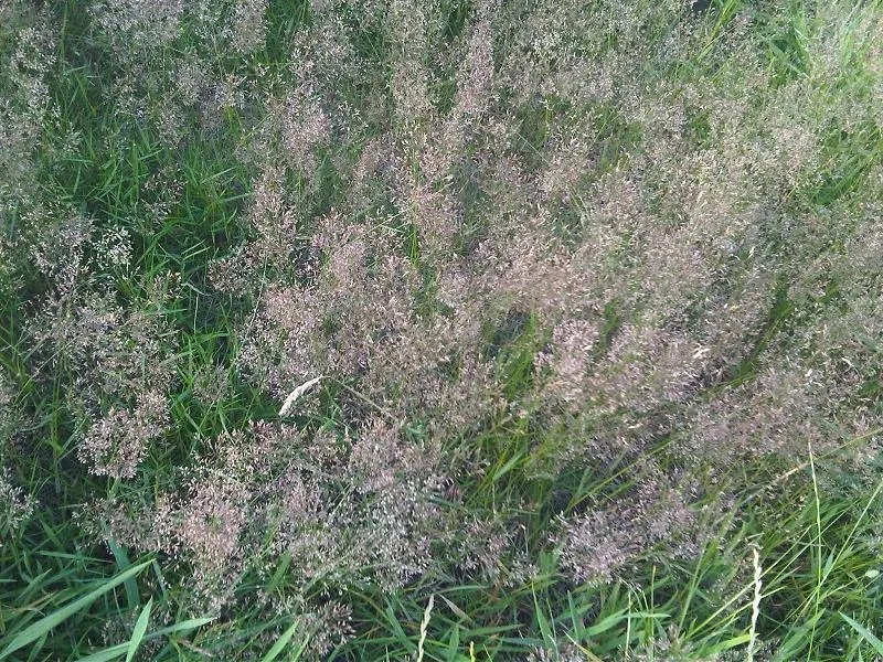 Ryegrass (Lolium Sp.) — With a height of 1-2 feet and a similar spread, it serves well as turf or erosion control