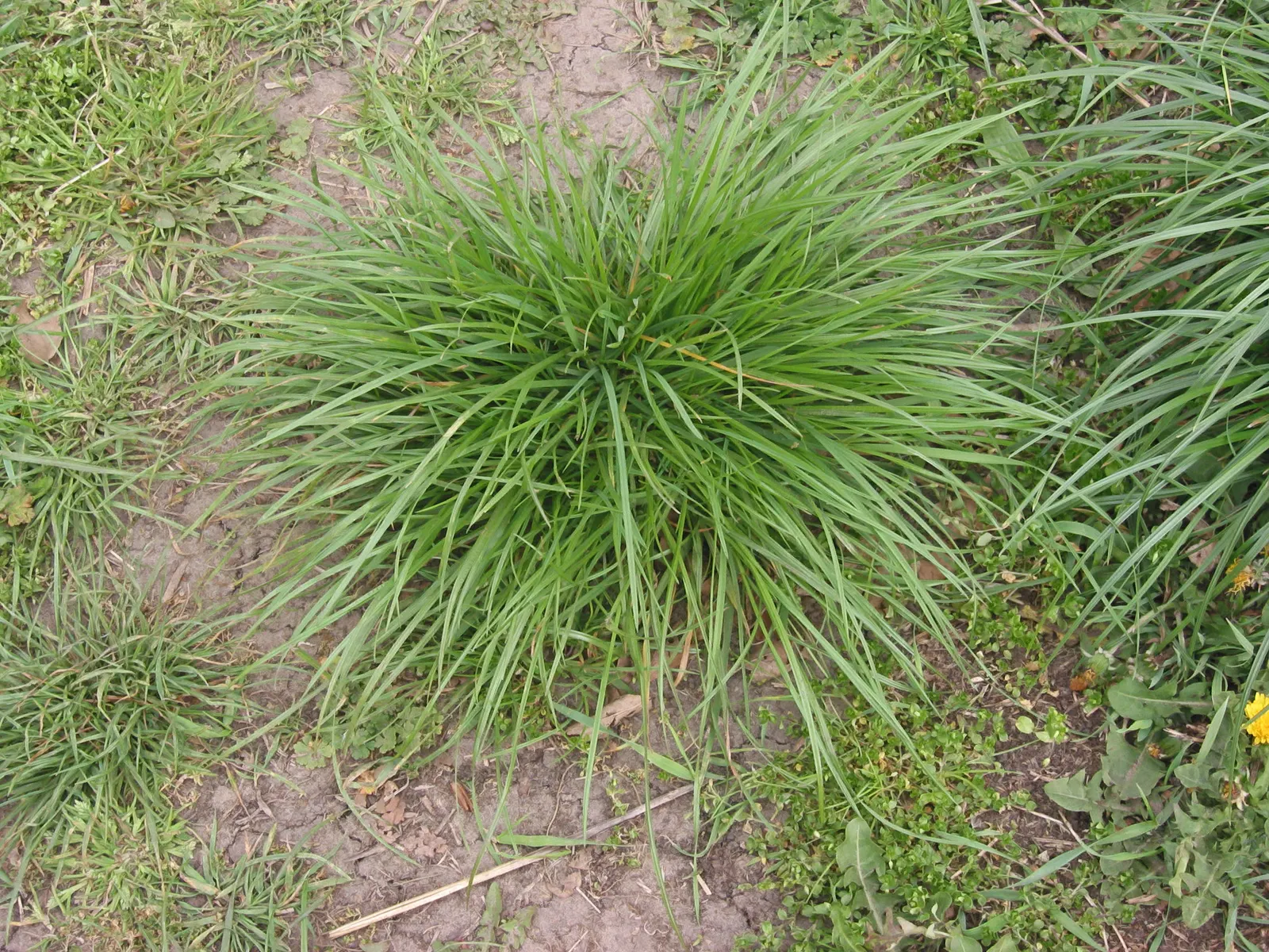 Ryegrass (Lolium Sp.) — consider pairing it with flowering perennials or deciduous shrubs