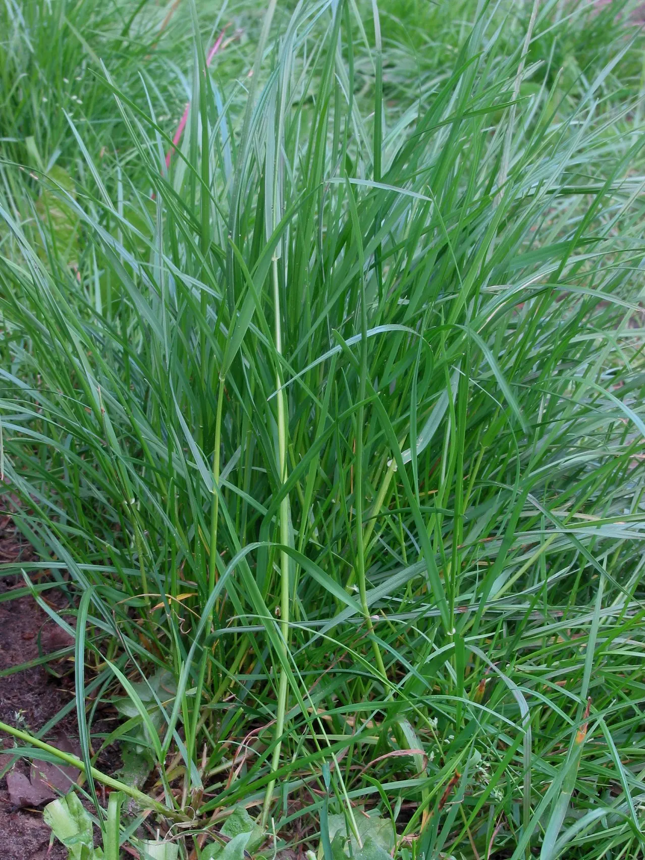 Ryegrass (Lolium Sp.) — Ryegrass (Lolium sp.) is a fast-growing, perennial grass valued for its hardiness and adaptability