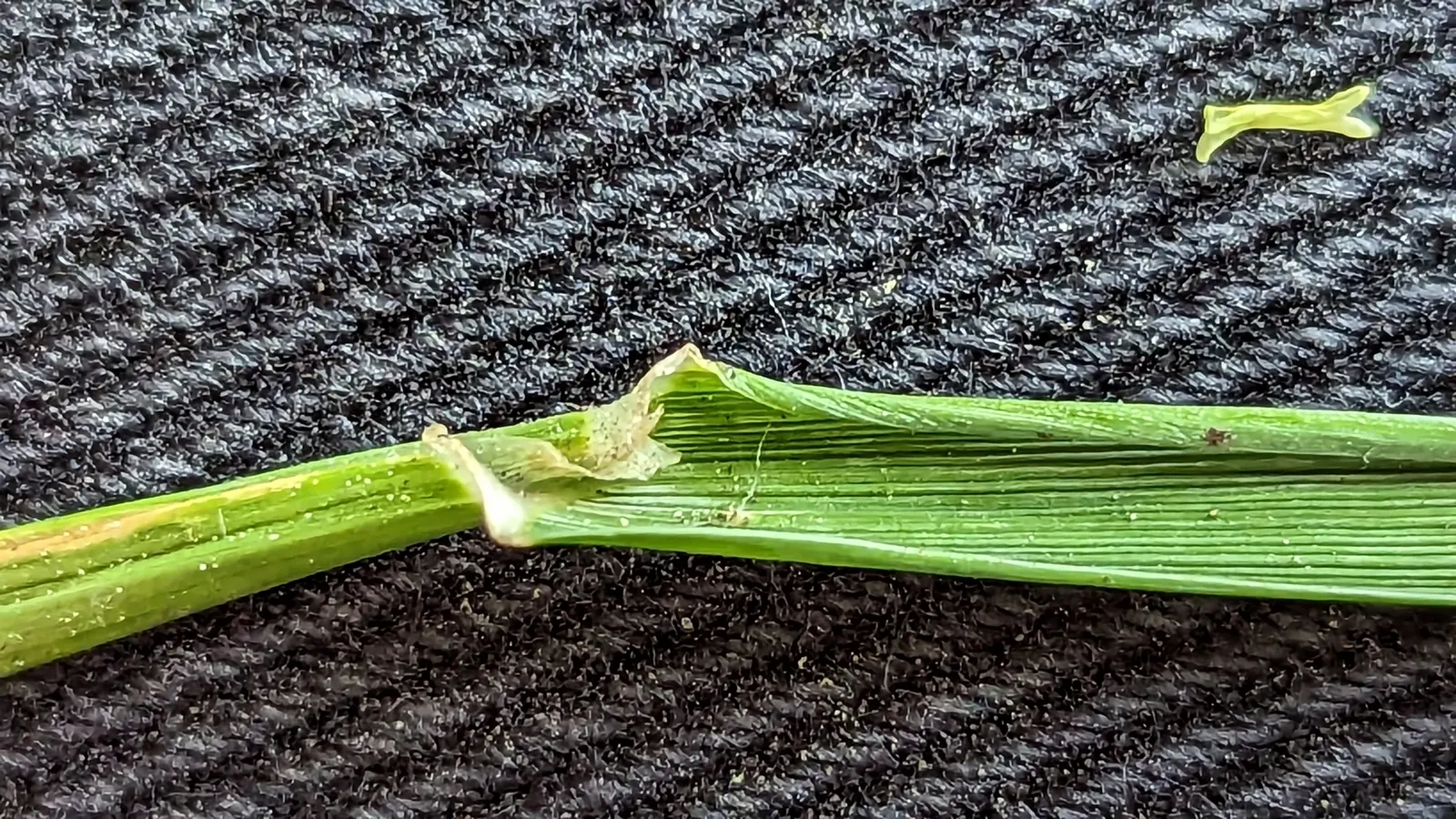 Ryegrass (Lolium Sp.) — typically grows between 1 and 2 feet in height and is highly prized for its uniformity and aesthetic appeal; its fine, image 52