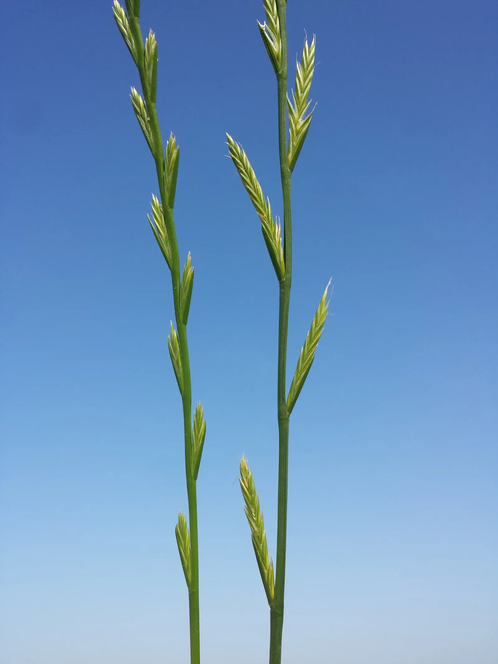 Ryegrass (Lolium Sp.) — is a widely adapted and valuable cool-season grass known for its rapid germination; its fine blades form a dense, attractive mat