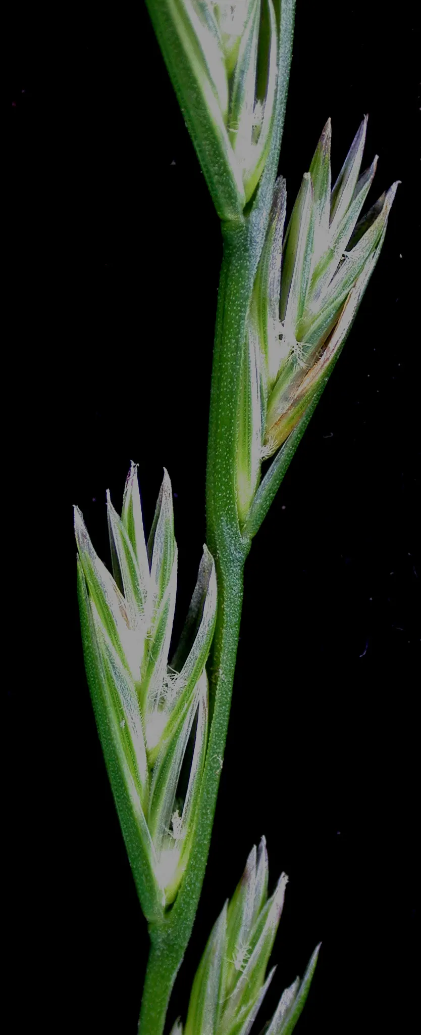 Ryegrass (Lolium Sp.) — Regular irrigation and a balanced fertilization regimen are critical for maintaining the vitality of the grass, image 39
