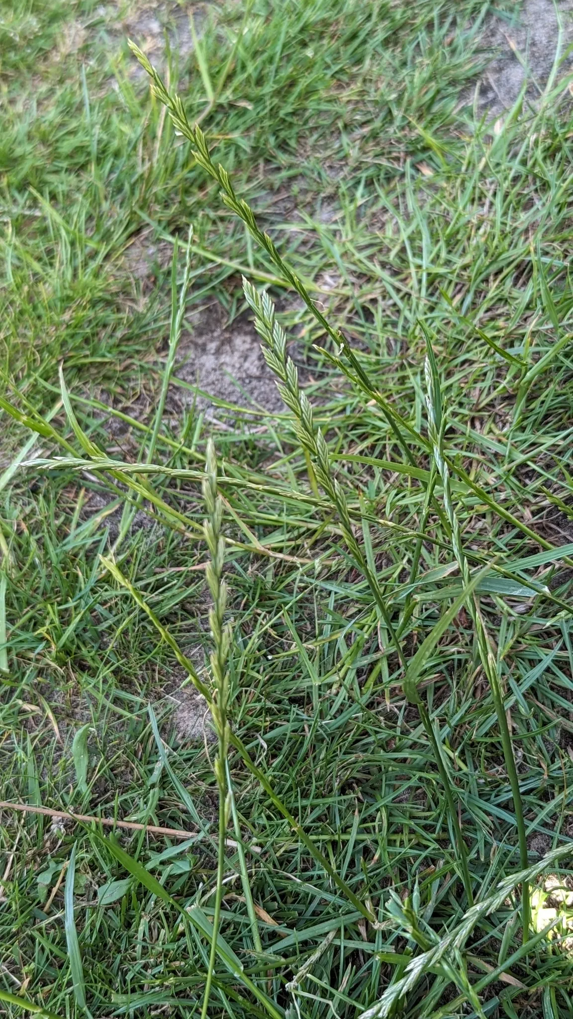 Ryegrass (Lolium Sp.) — Regular irrigation and a balanced fertilization regimen are critical for maintaining the vitality of the grass