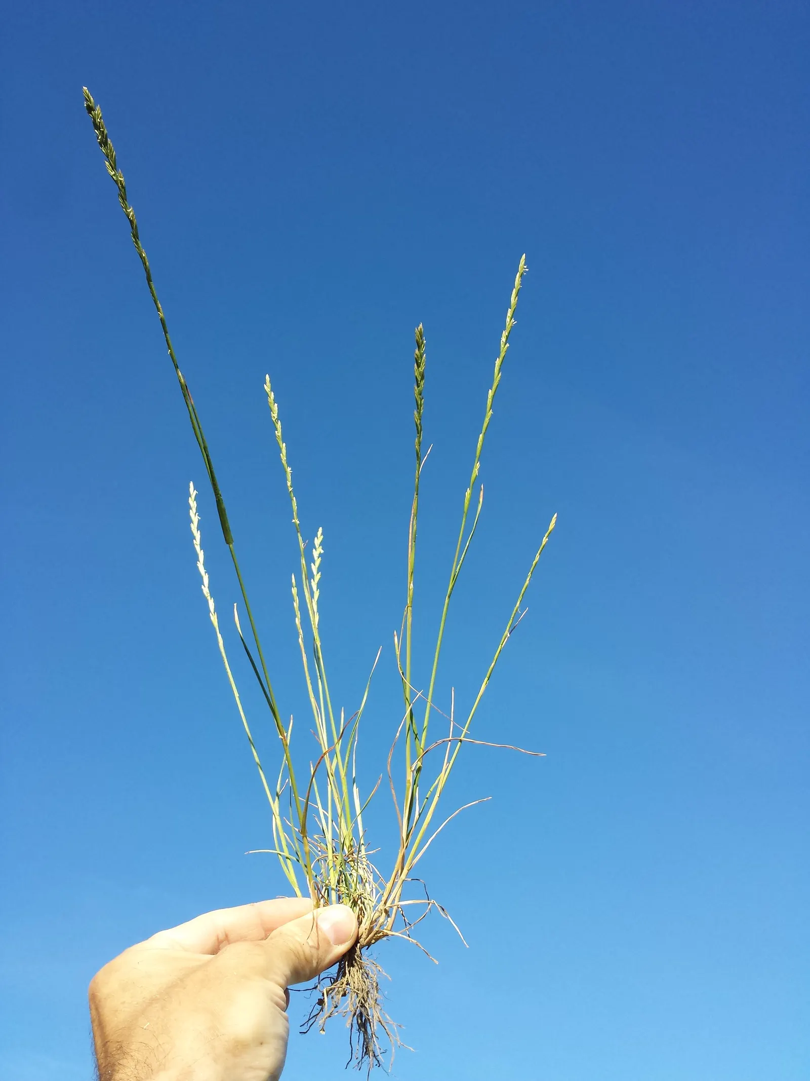 Ryegrass (Lolium Sp.) — consider pairing it with flowering perennials or deciduous shrubs; its fine blades form a dense, attractive mat, offering year-round