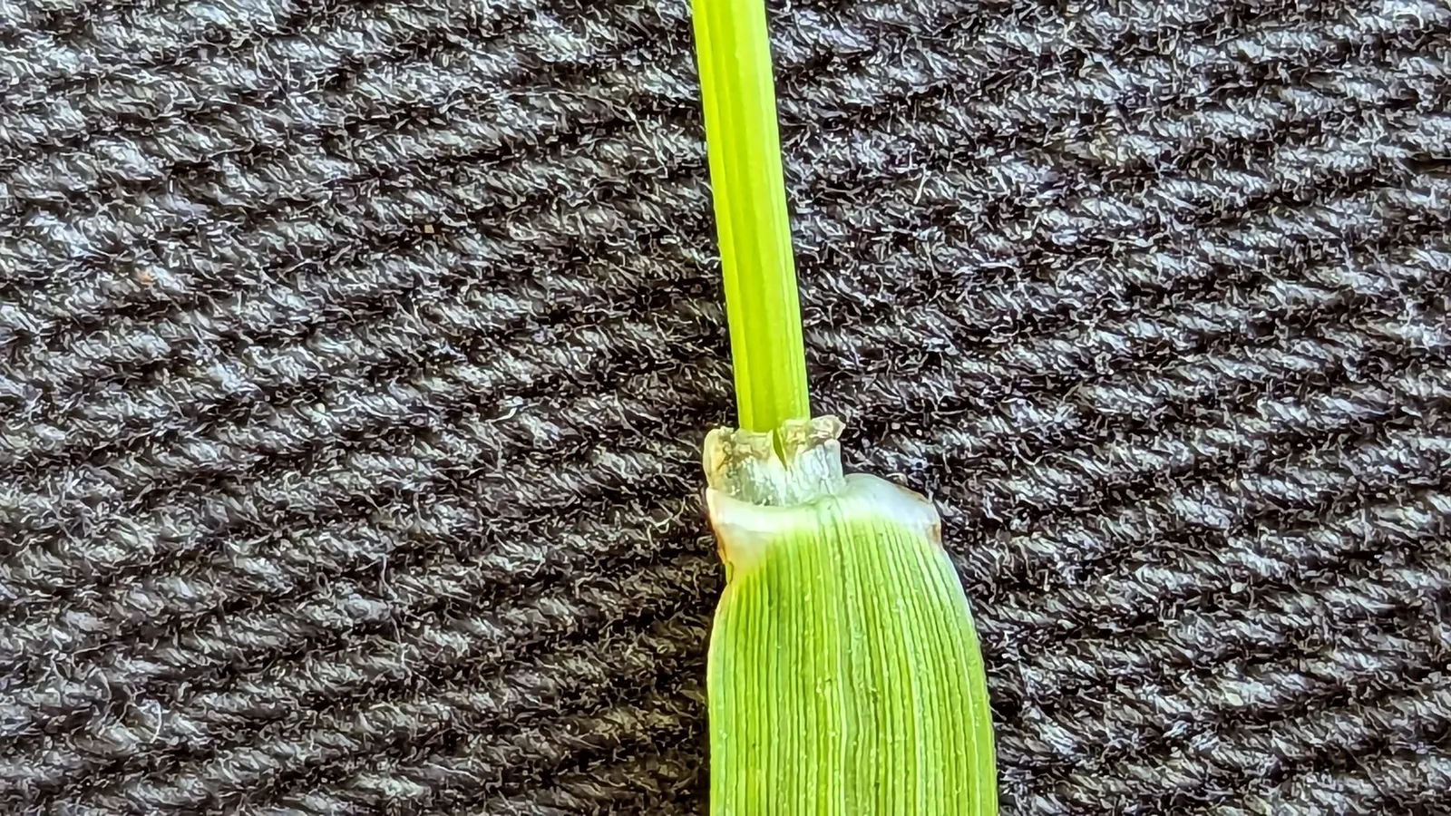 Ryegrass (Lolium Sp.) — typically grows between 1 and 2 feet in height and is highly prized for its uniformity and aesthetic appeal