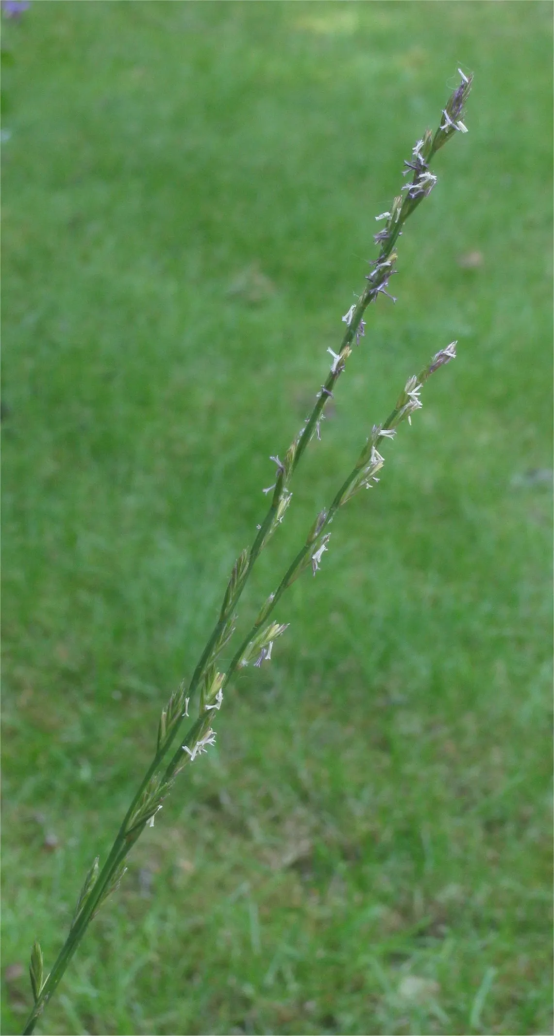 Ryegrass (Lolium Sp.) — and lush green coloration; it is well-suited for temperate climates, favoring full sun exposure but capable of tolerating, image 71